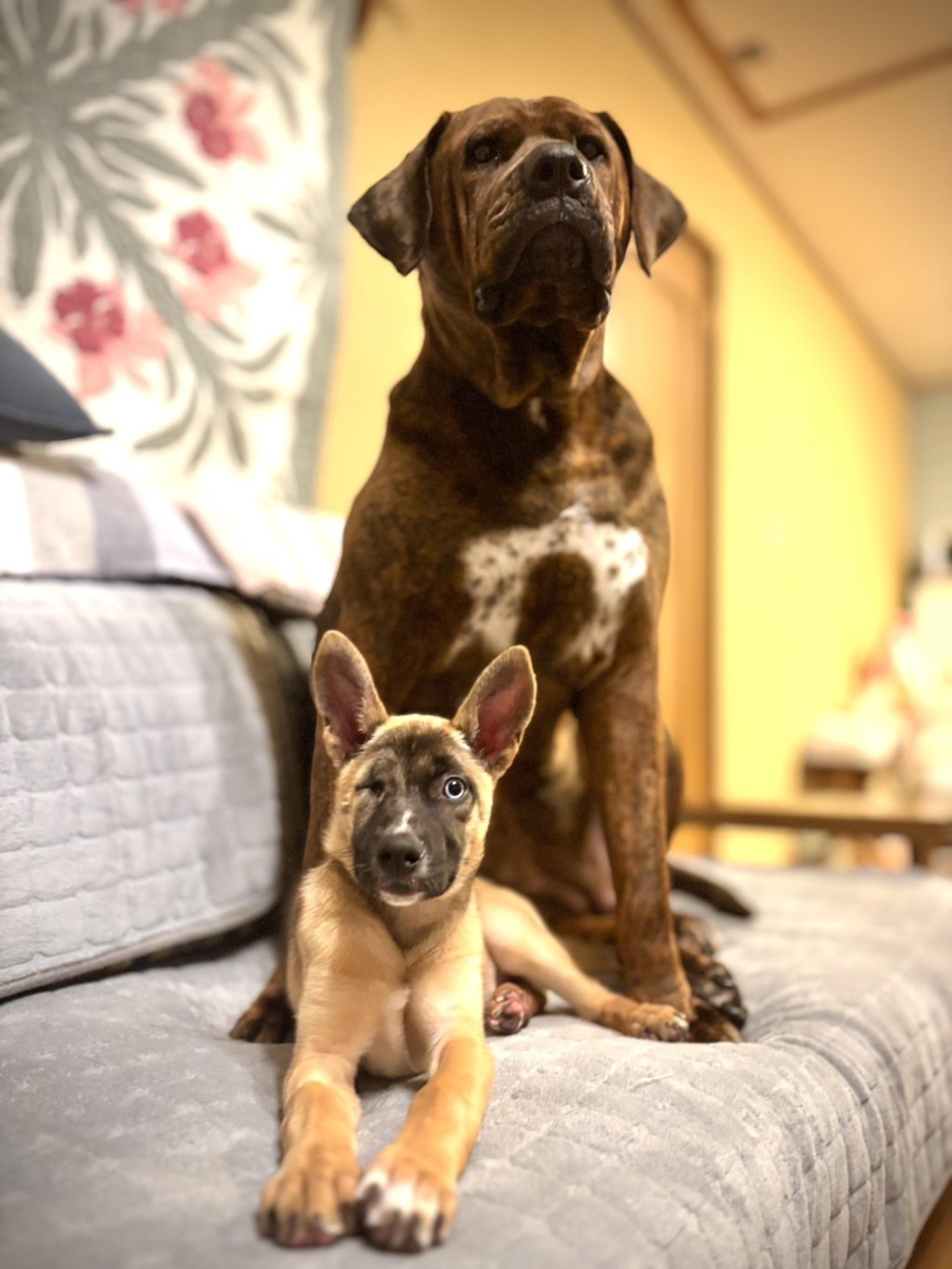pet-image-4