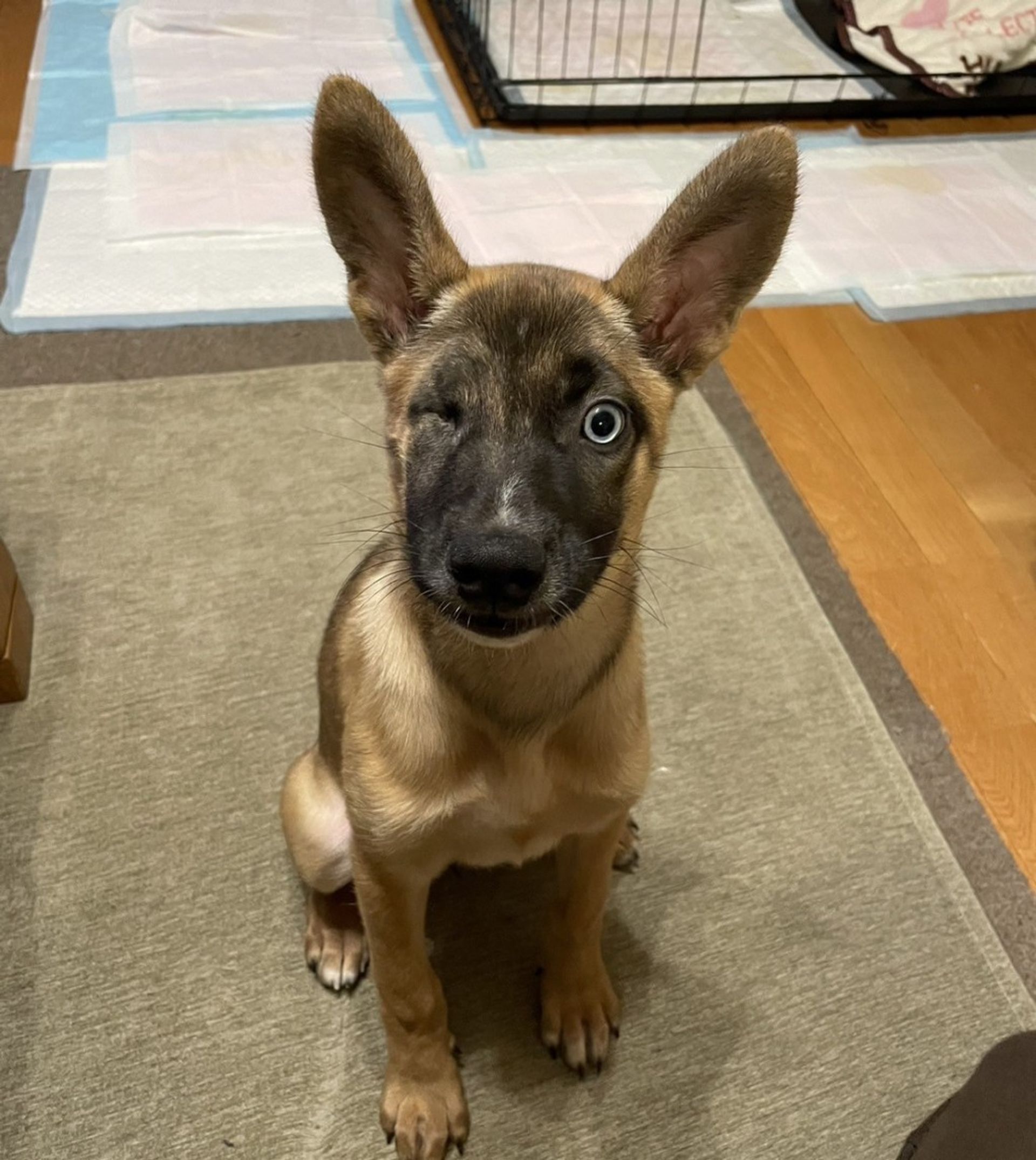 雑種（ミックス犬）・メスの里親募集の写真