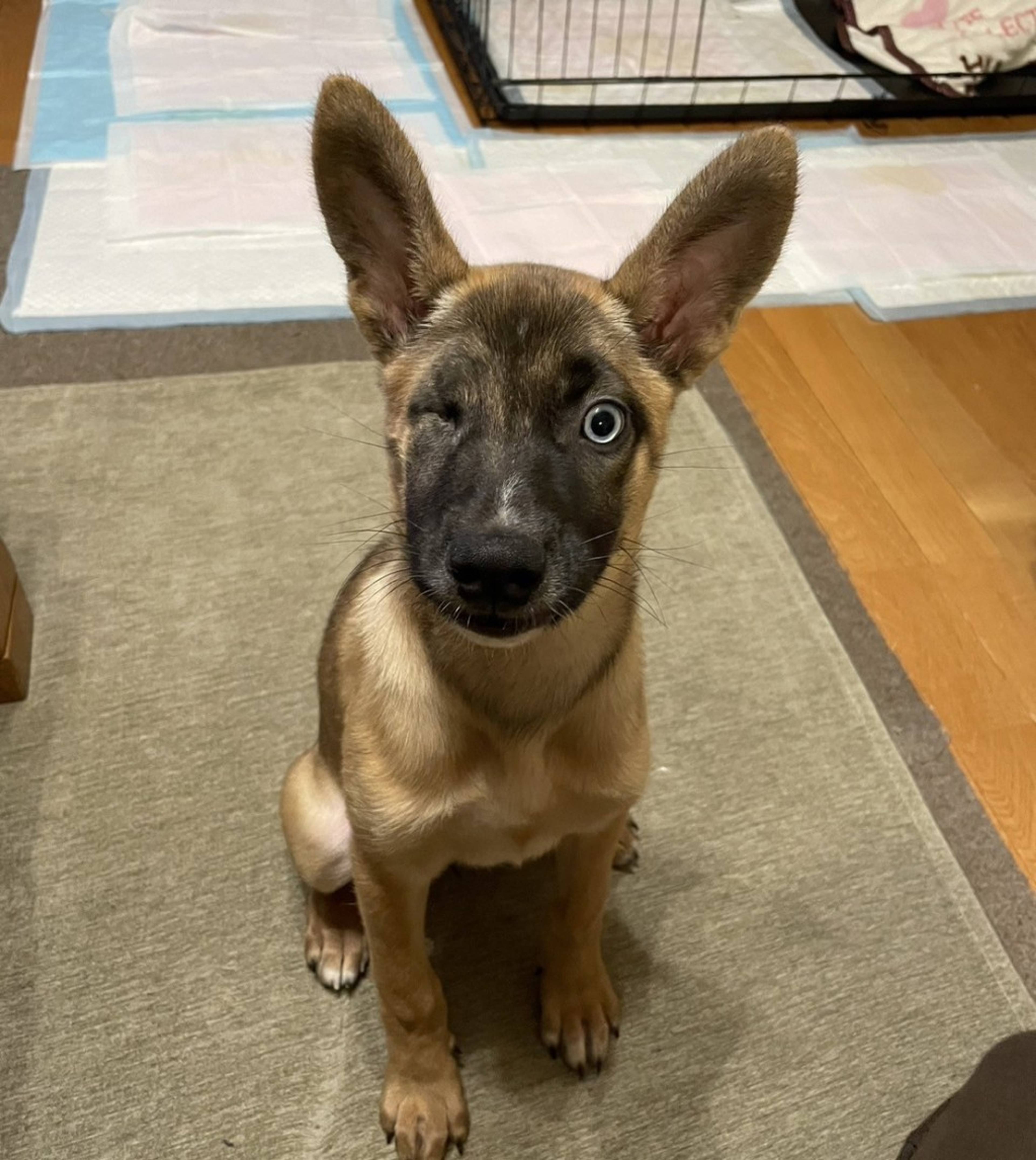 雑種（ミックス犬）・メスの里親募集の写真