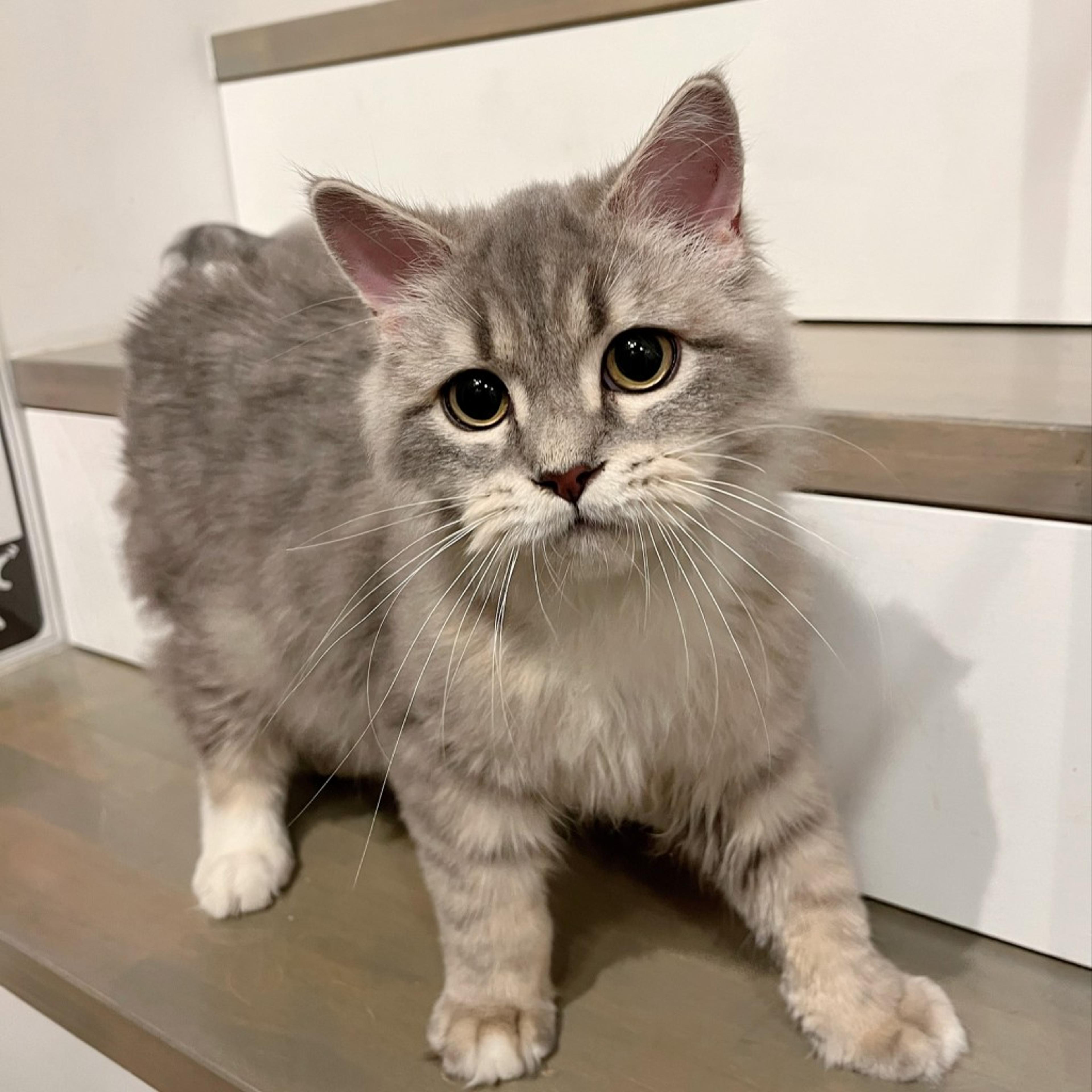 pet-image-3