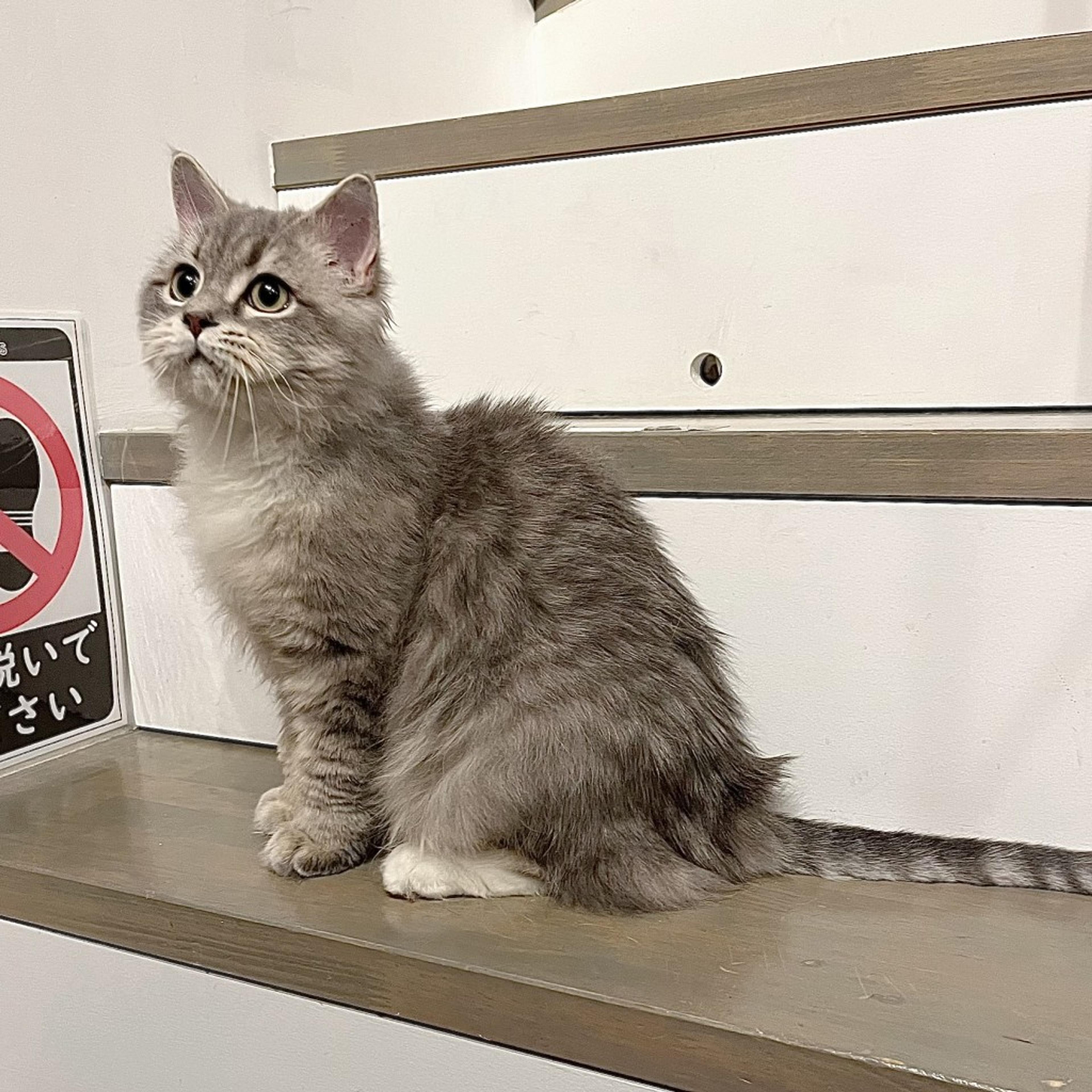 pet-image-4