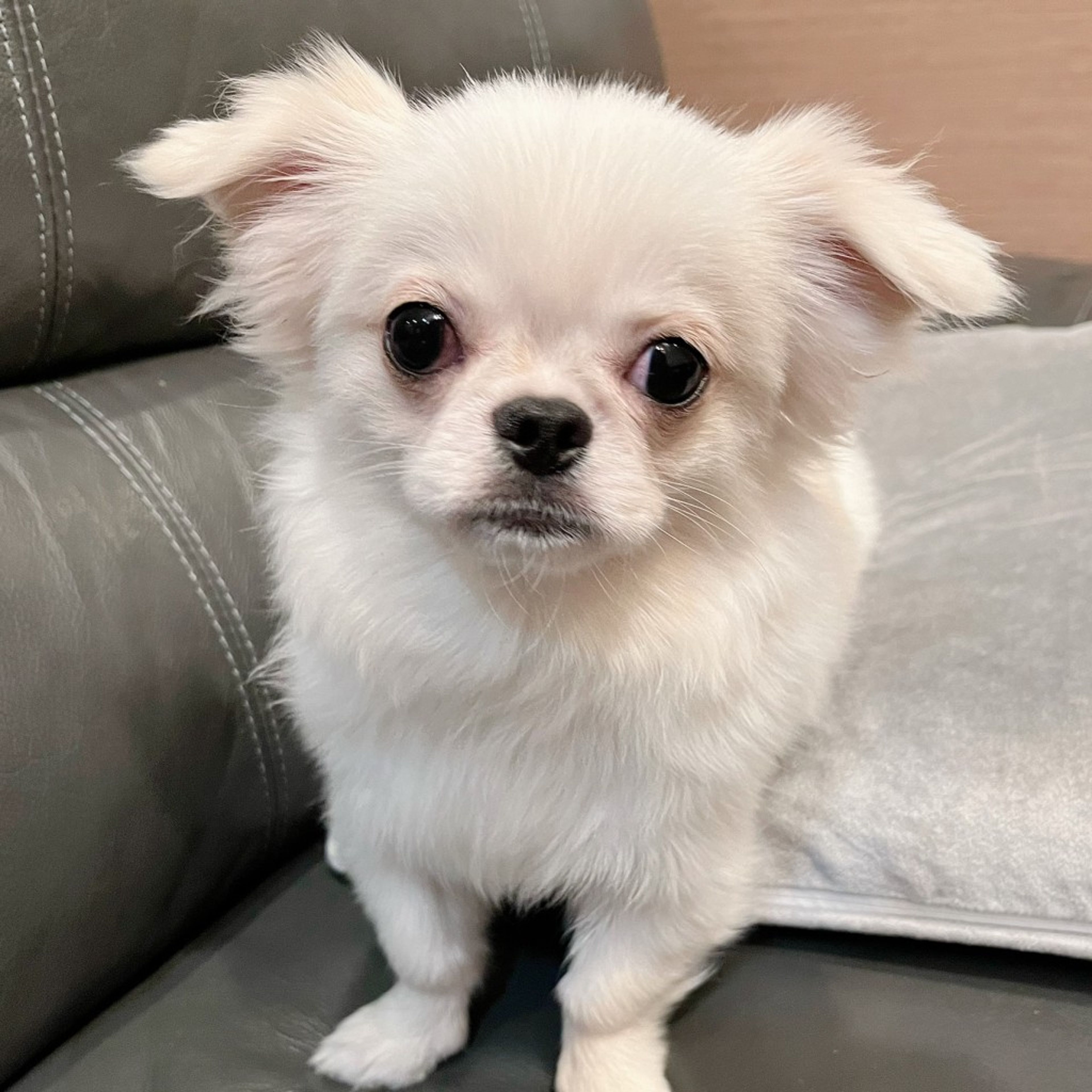 雑種（ミックス犬）・オスの里親募集の写真