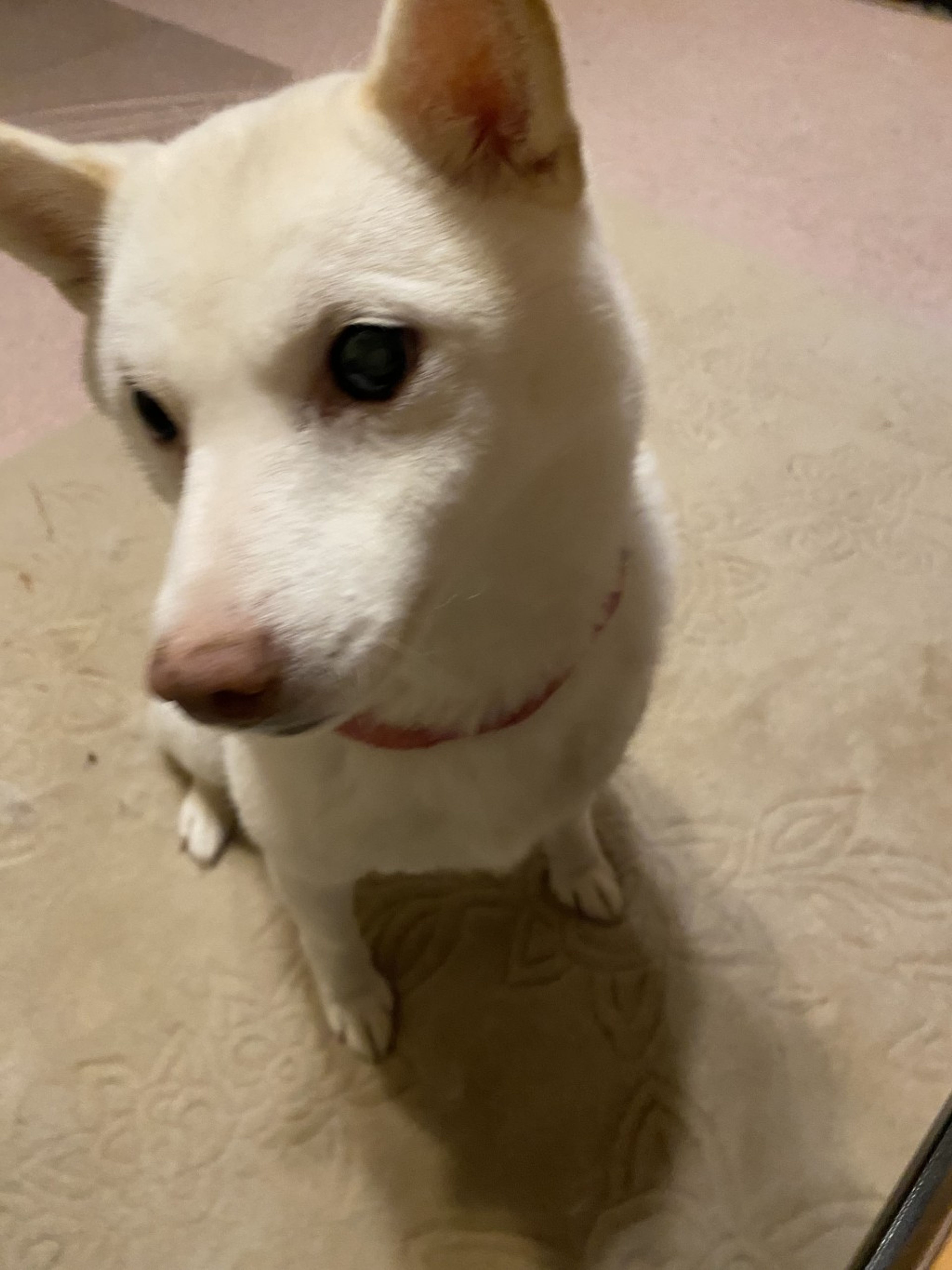 pet-image-2