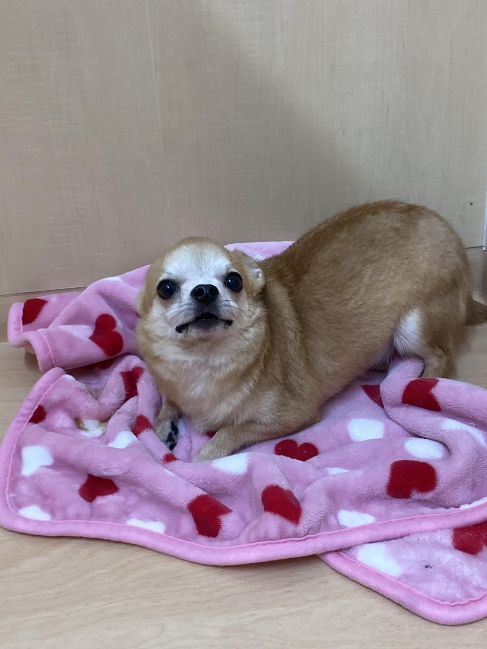 pet-image-3