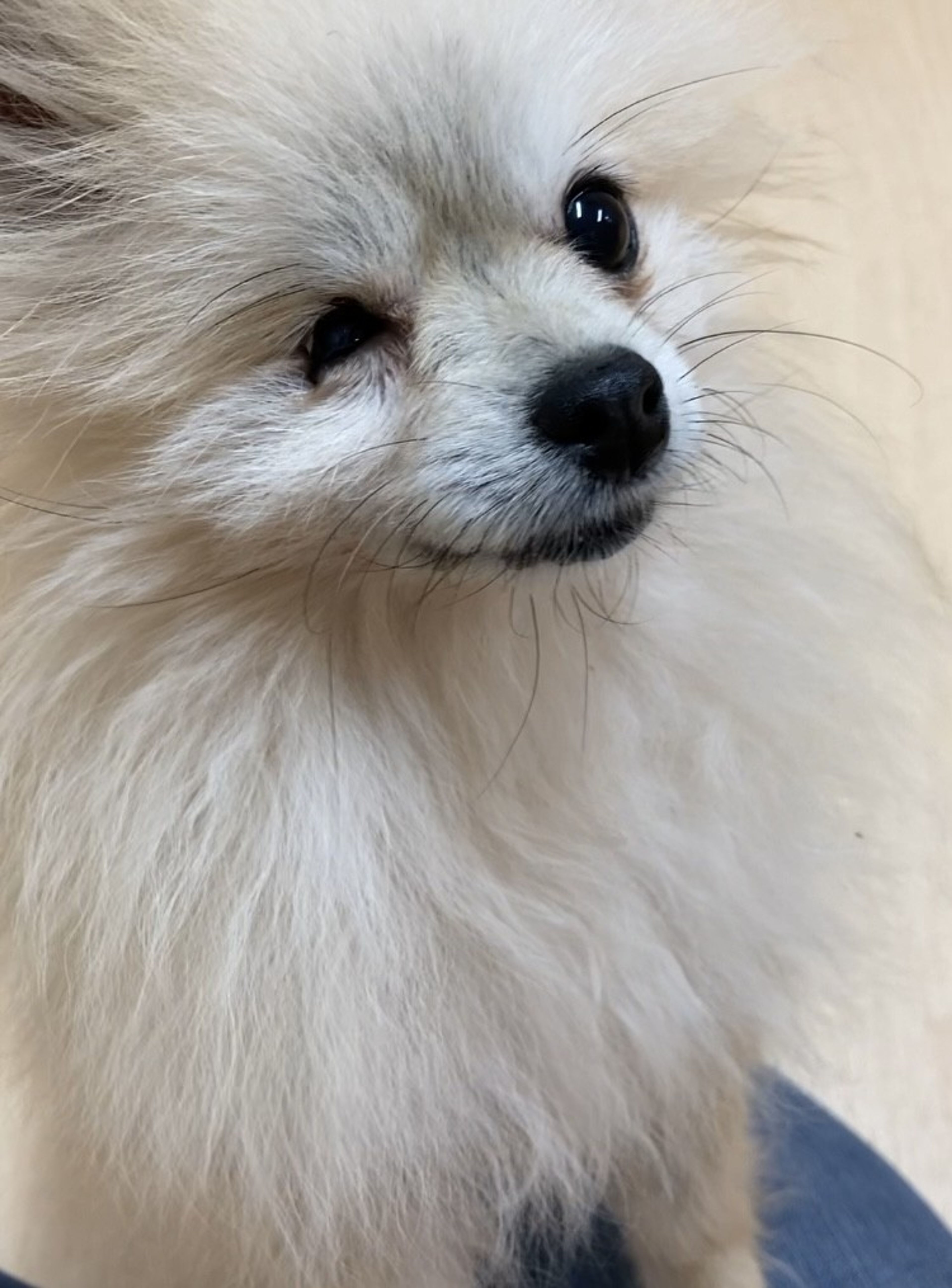 pet-image-2