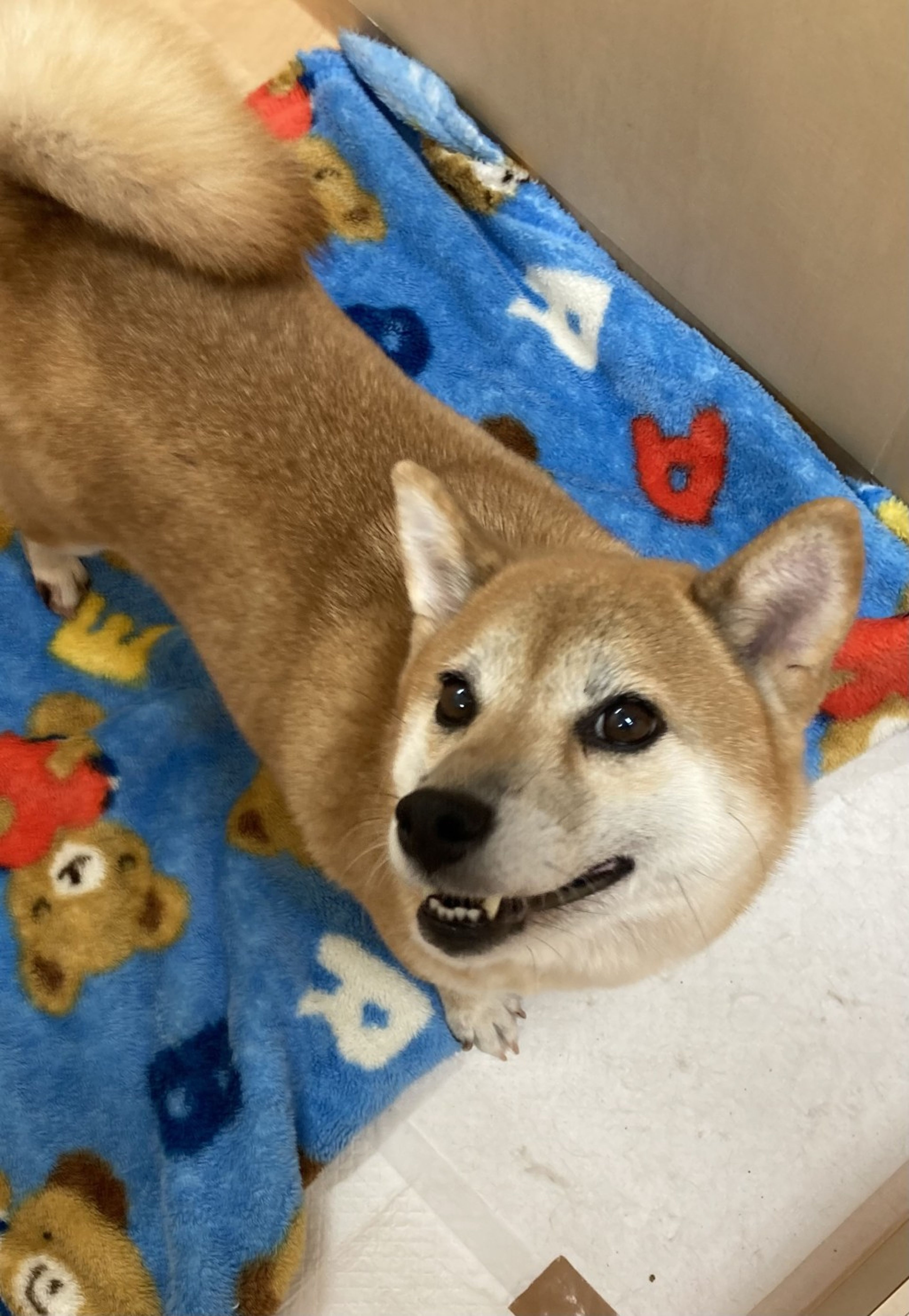 柴犬・メスの里親募集の写真