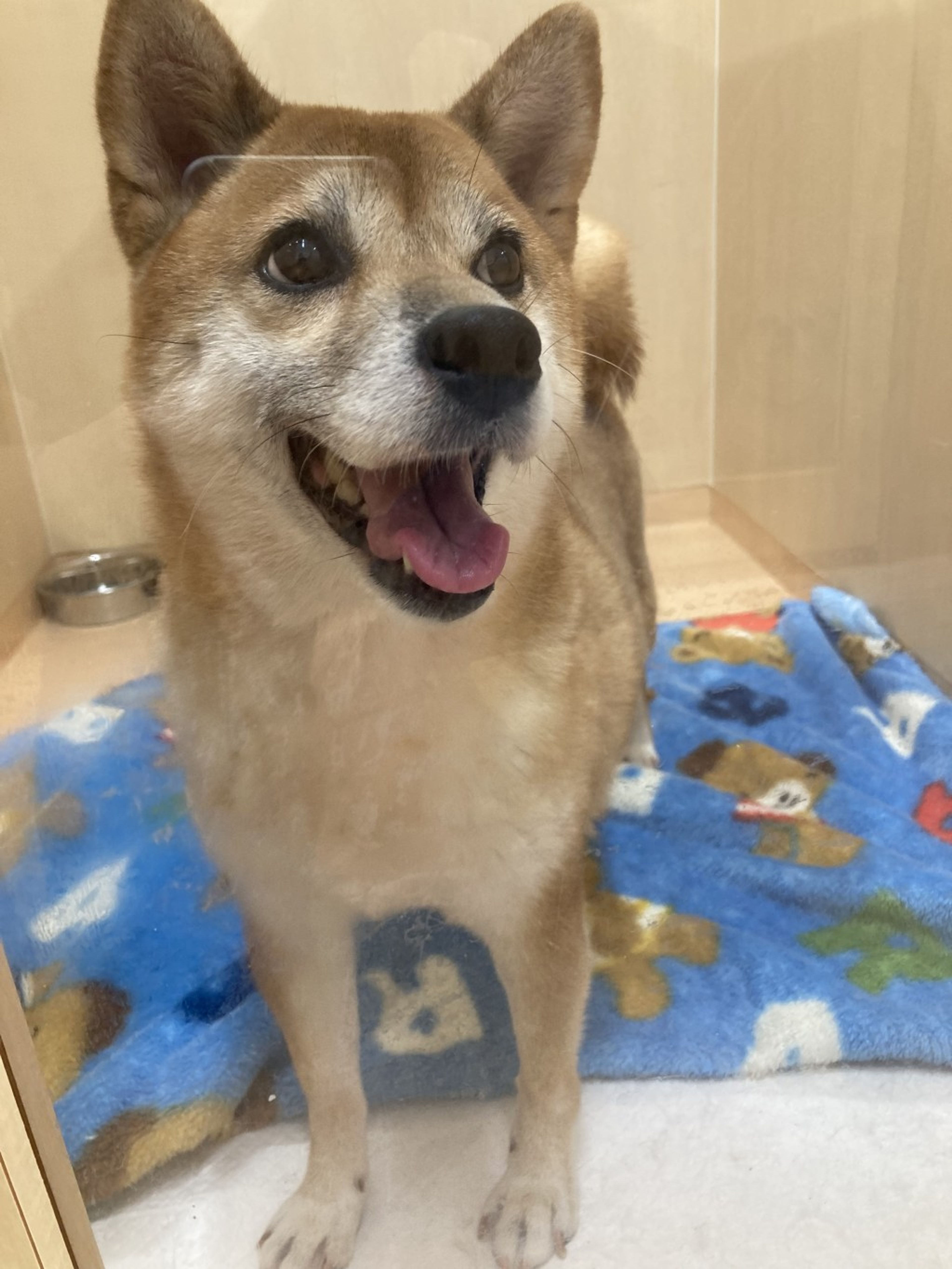 pet-image-2