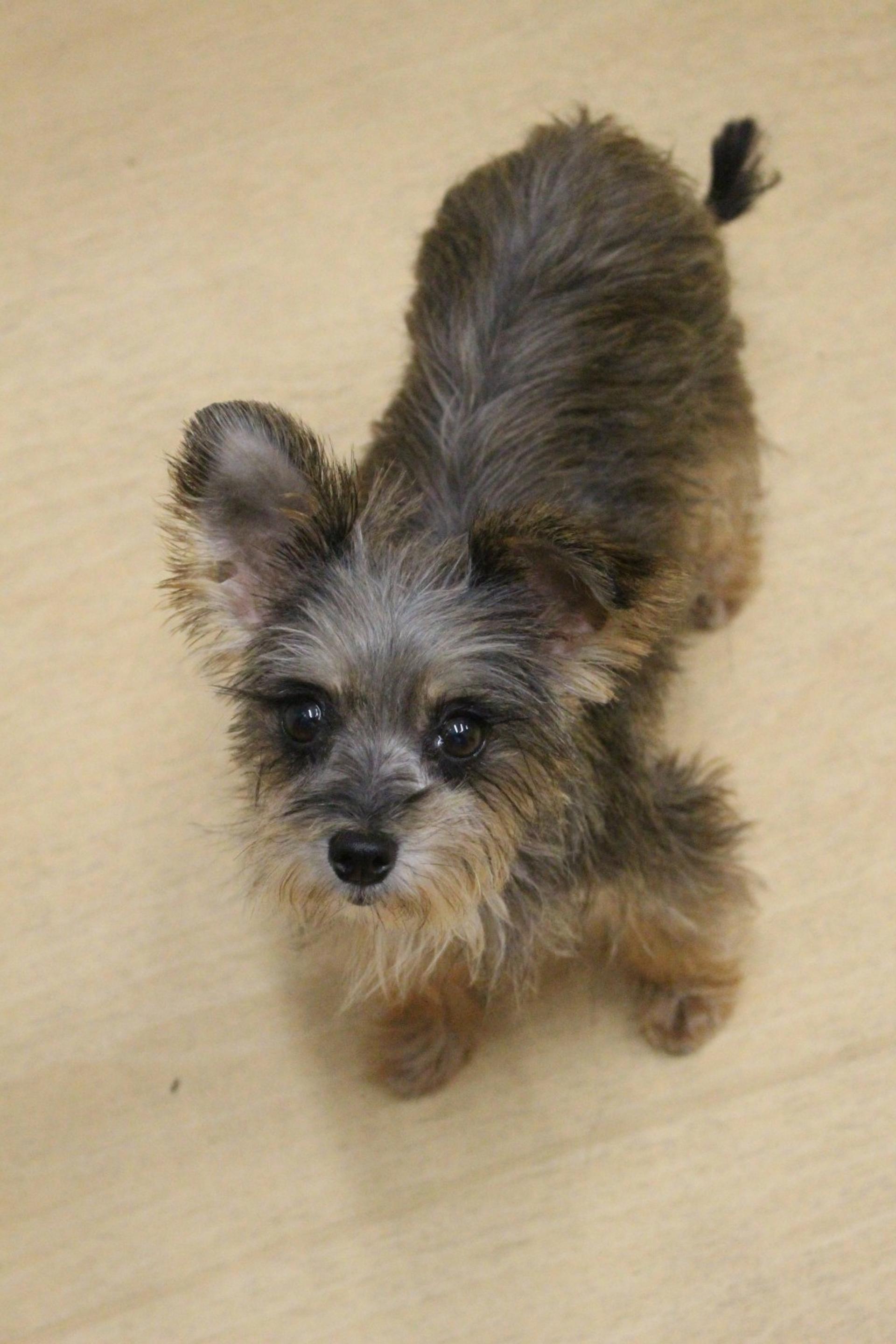pet-image-2