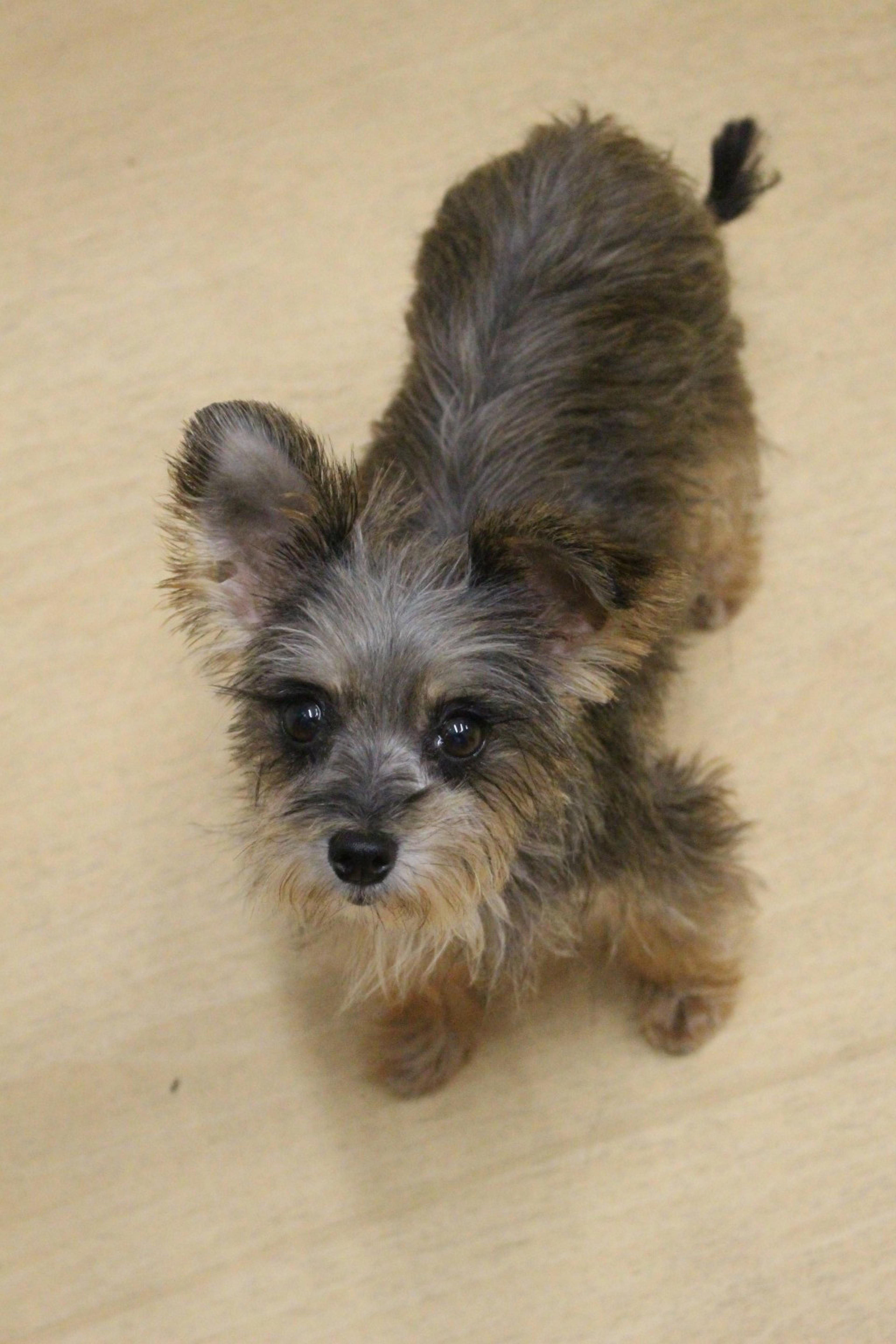 pet-image-2