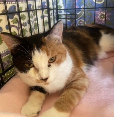 雑種（ミックス猫）・メスの里親募集の写真