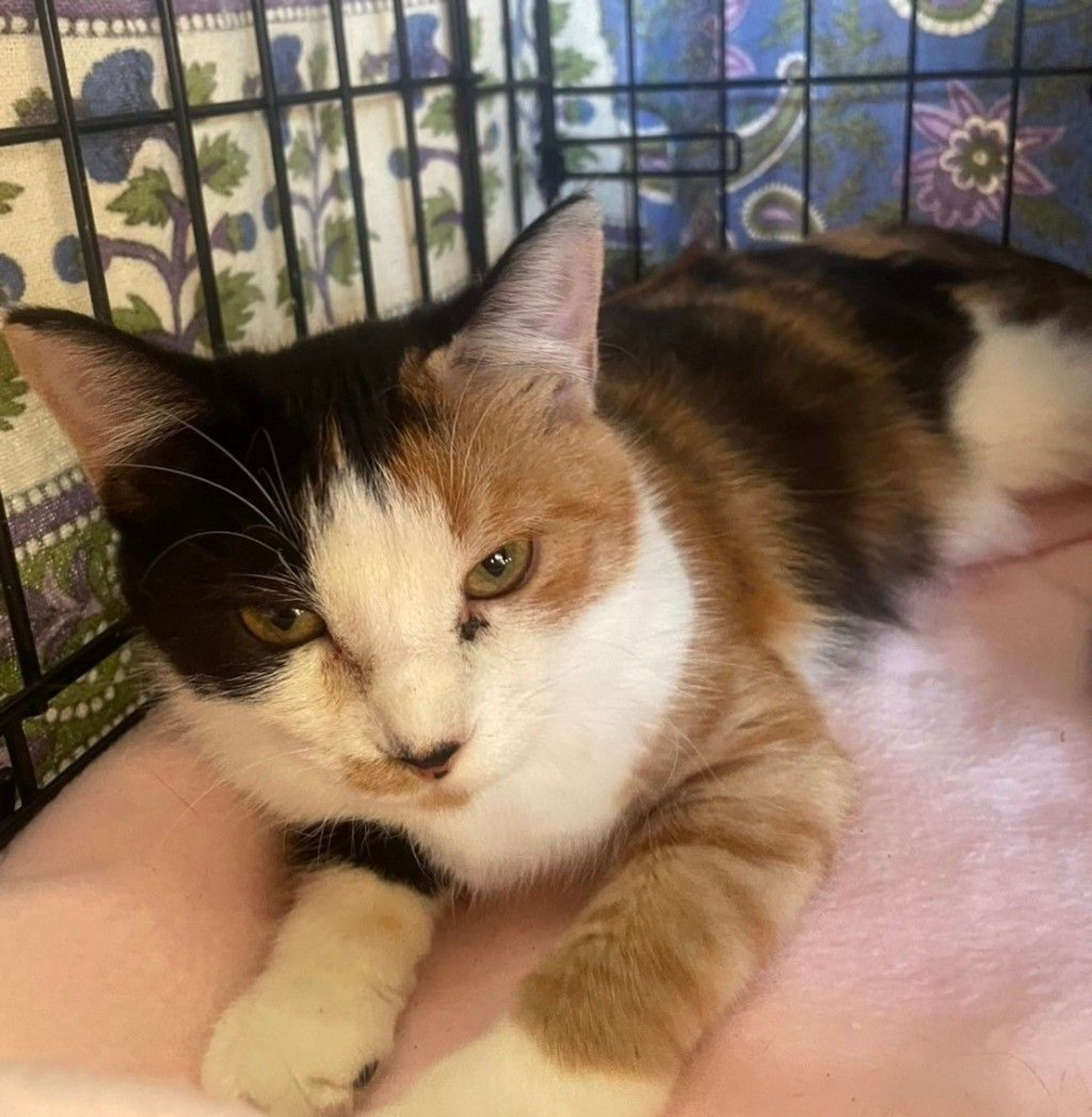 雑種（ミックス猫）・メスの里親募集の写真