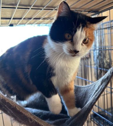 雑種（ミックス猫）・メスの里親募集の写真