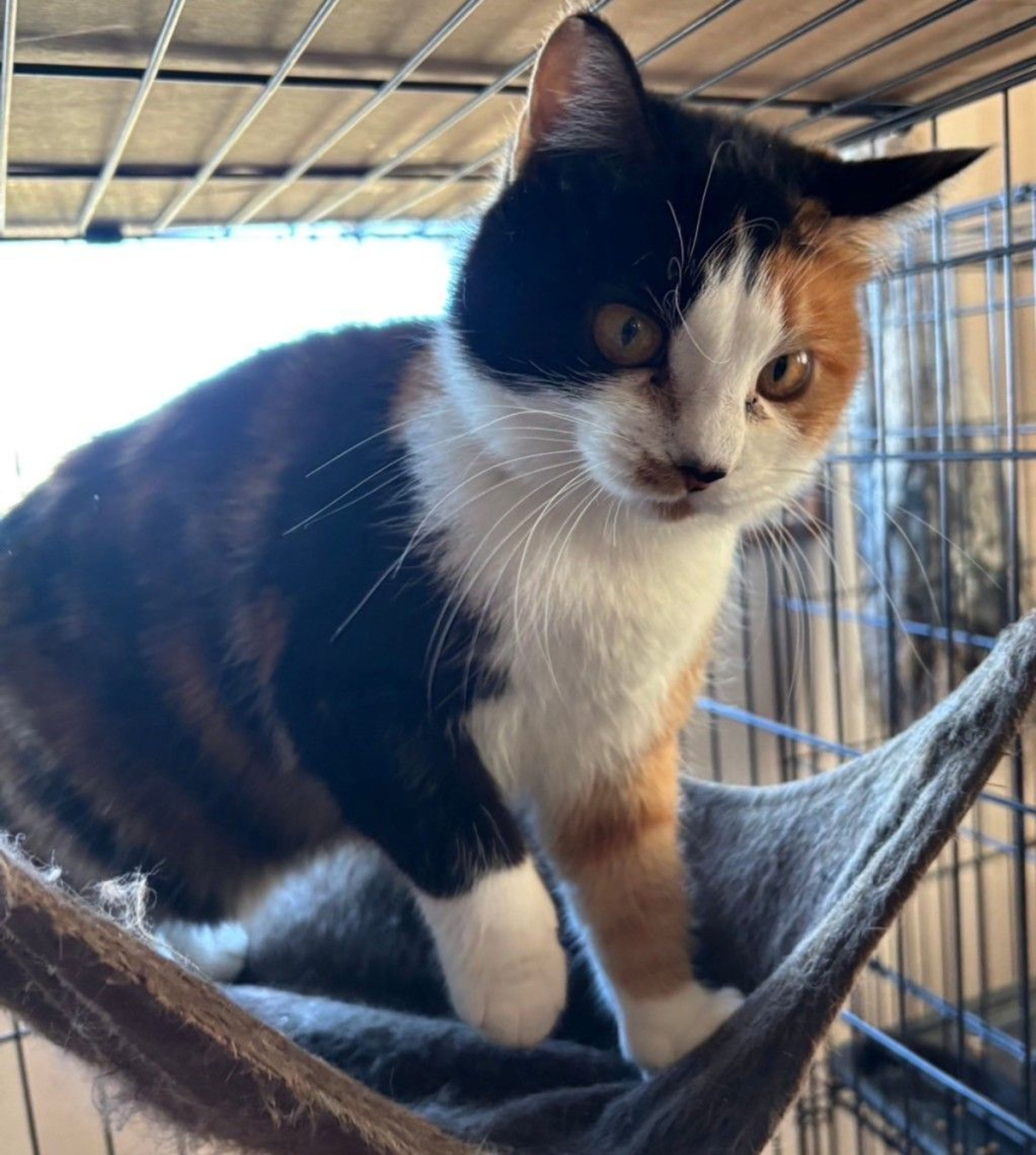 雑種（ミックス猫）・メスの里親募集の写真