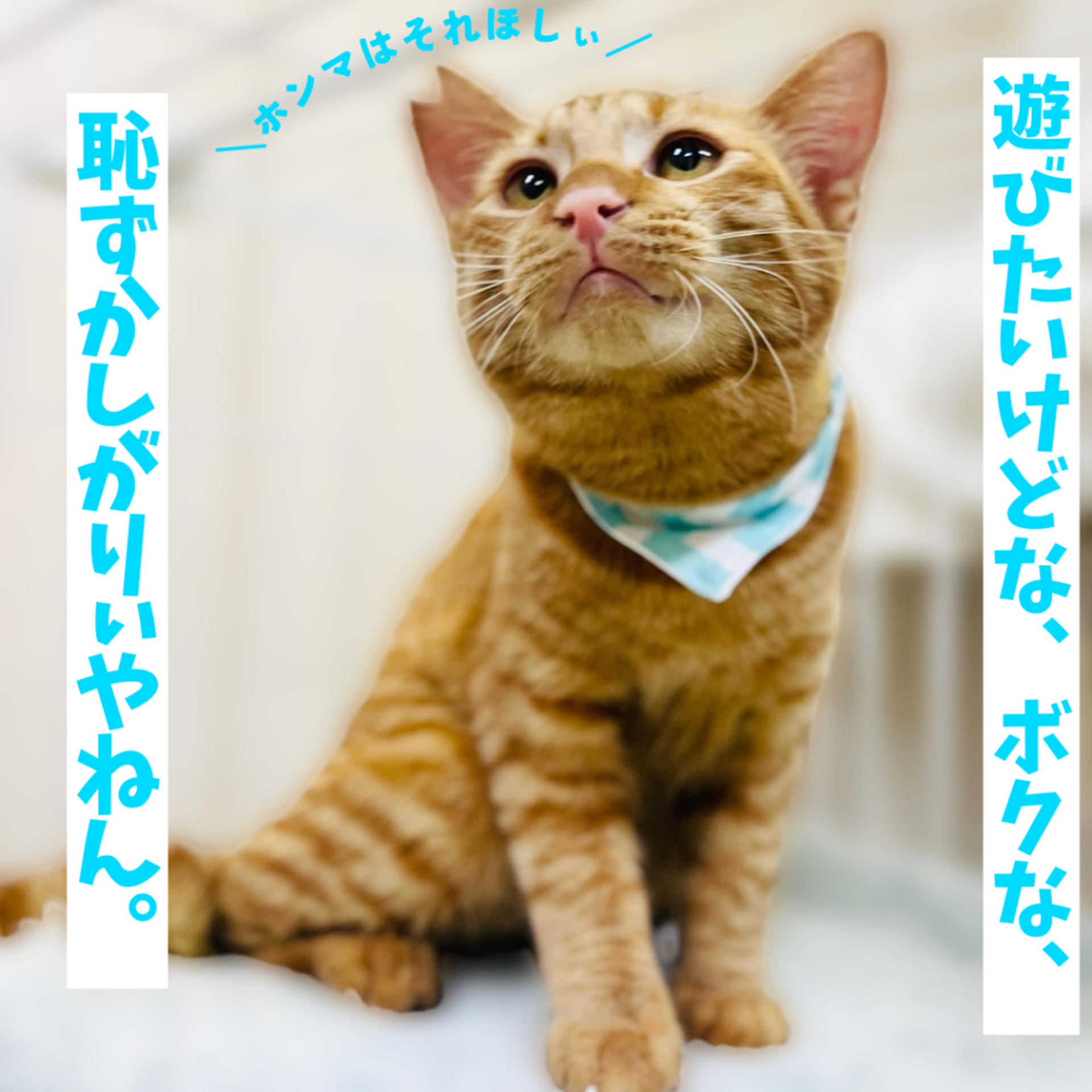 pet-image-3
