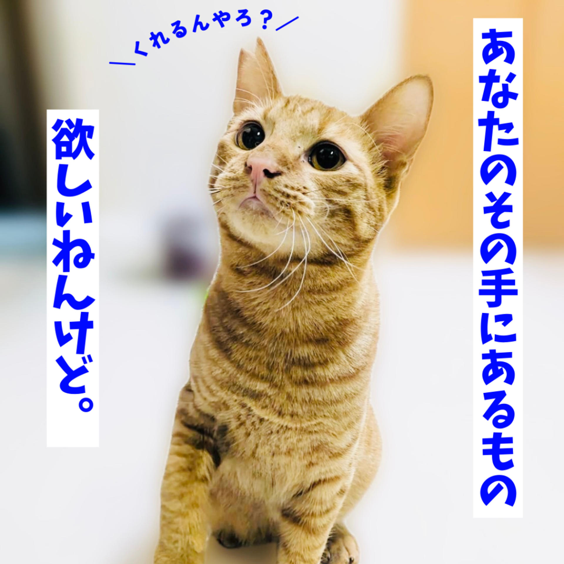 pet-image-4