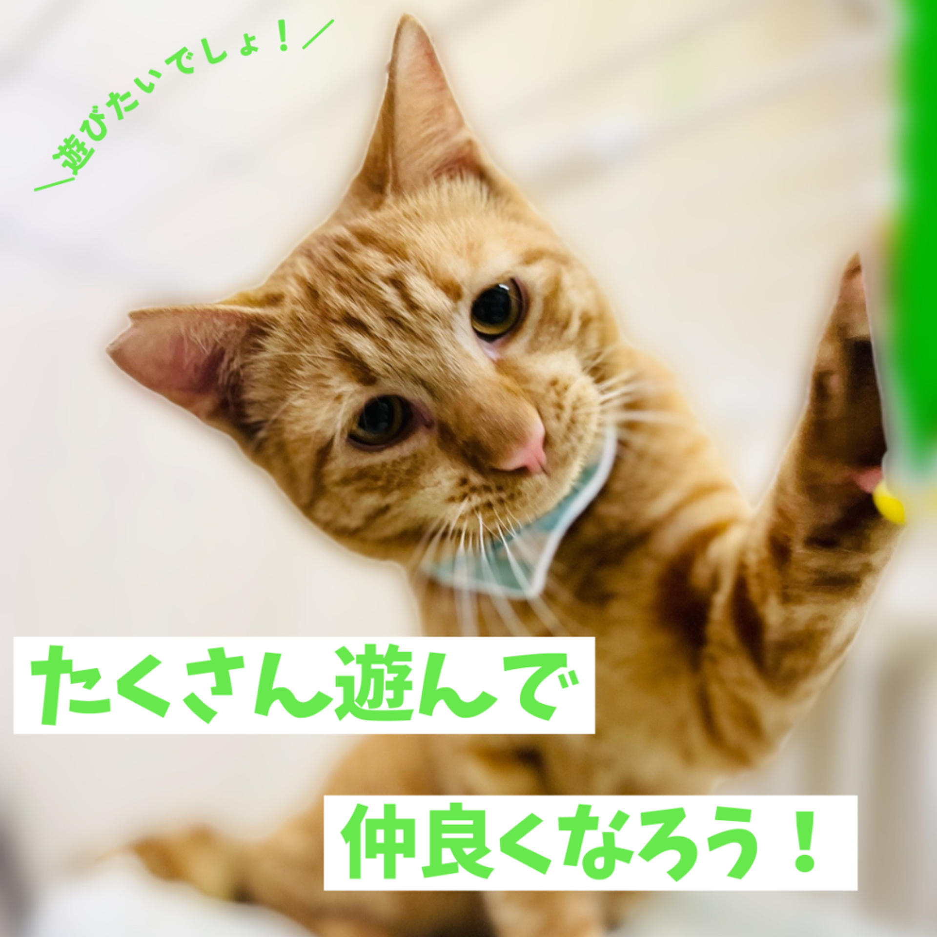 pet-image-5