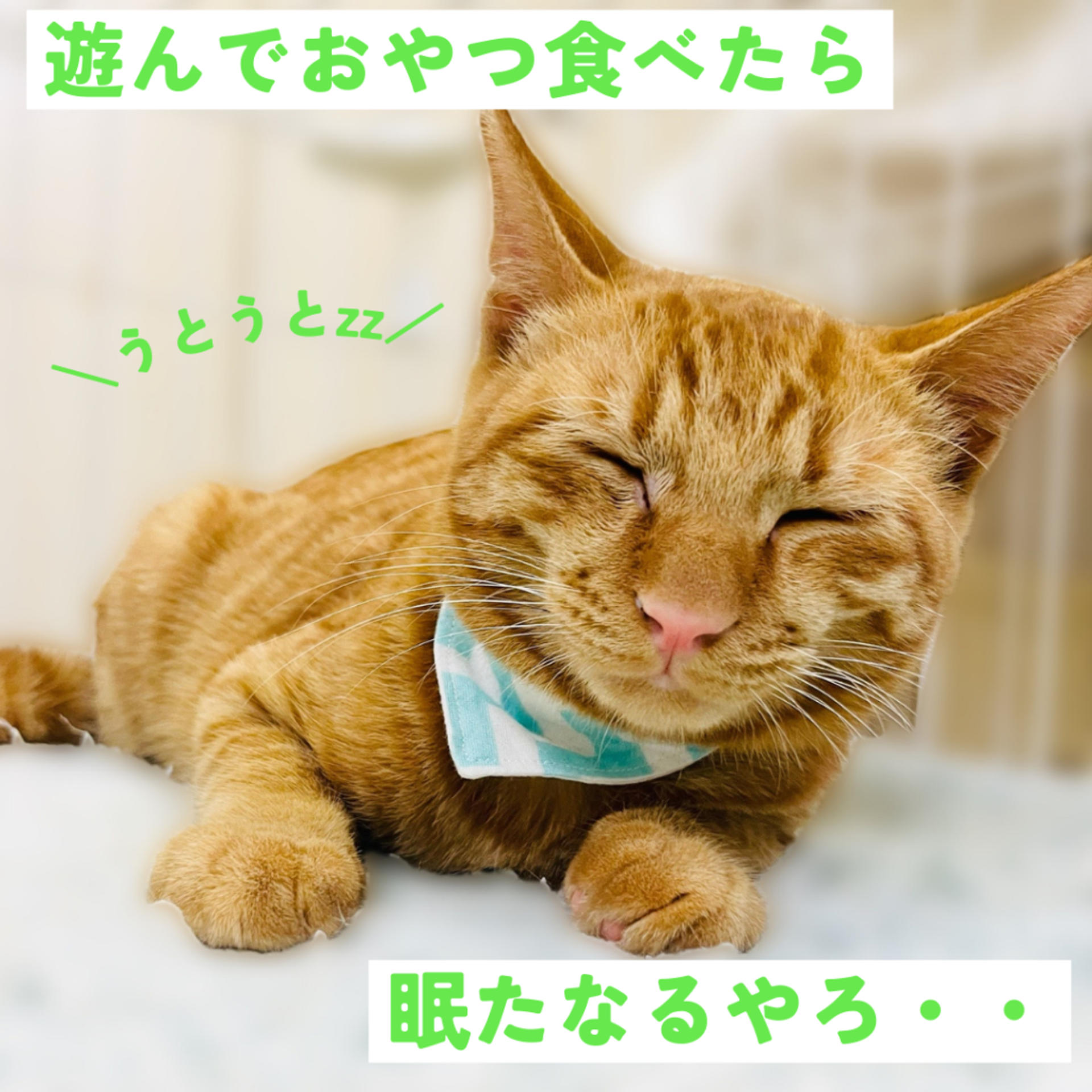 pet-image-8