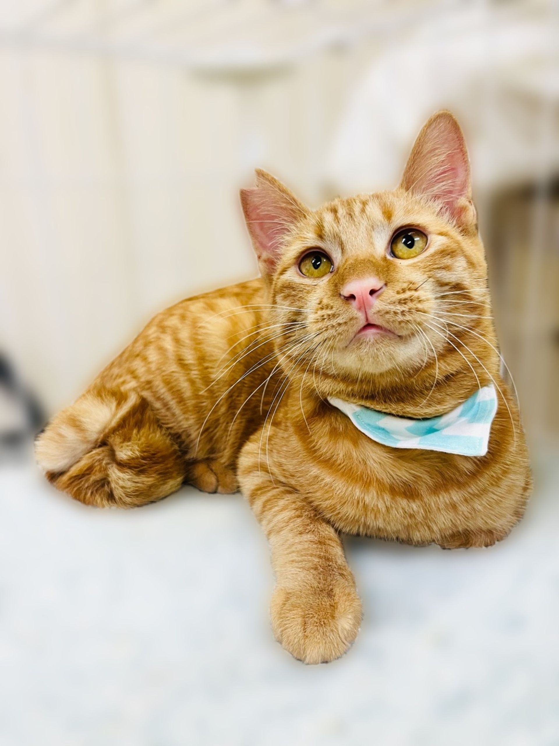 雑種（ミックス猫）・オスの里親募集の写真