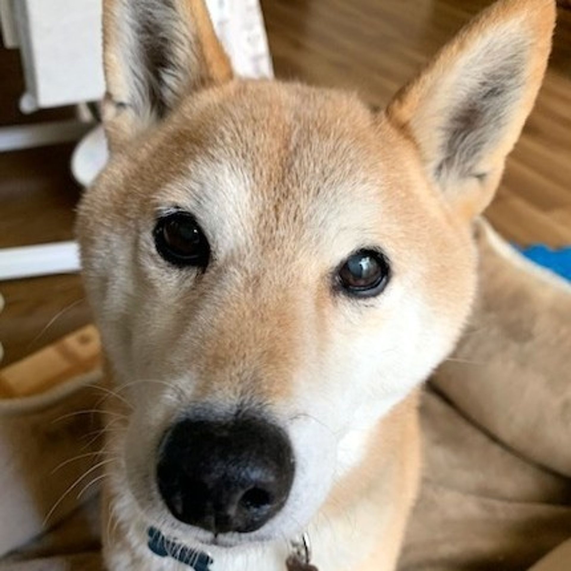 柴犬・メスの里親募集の写真