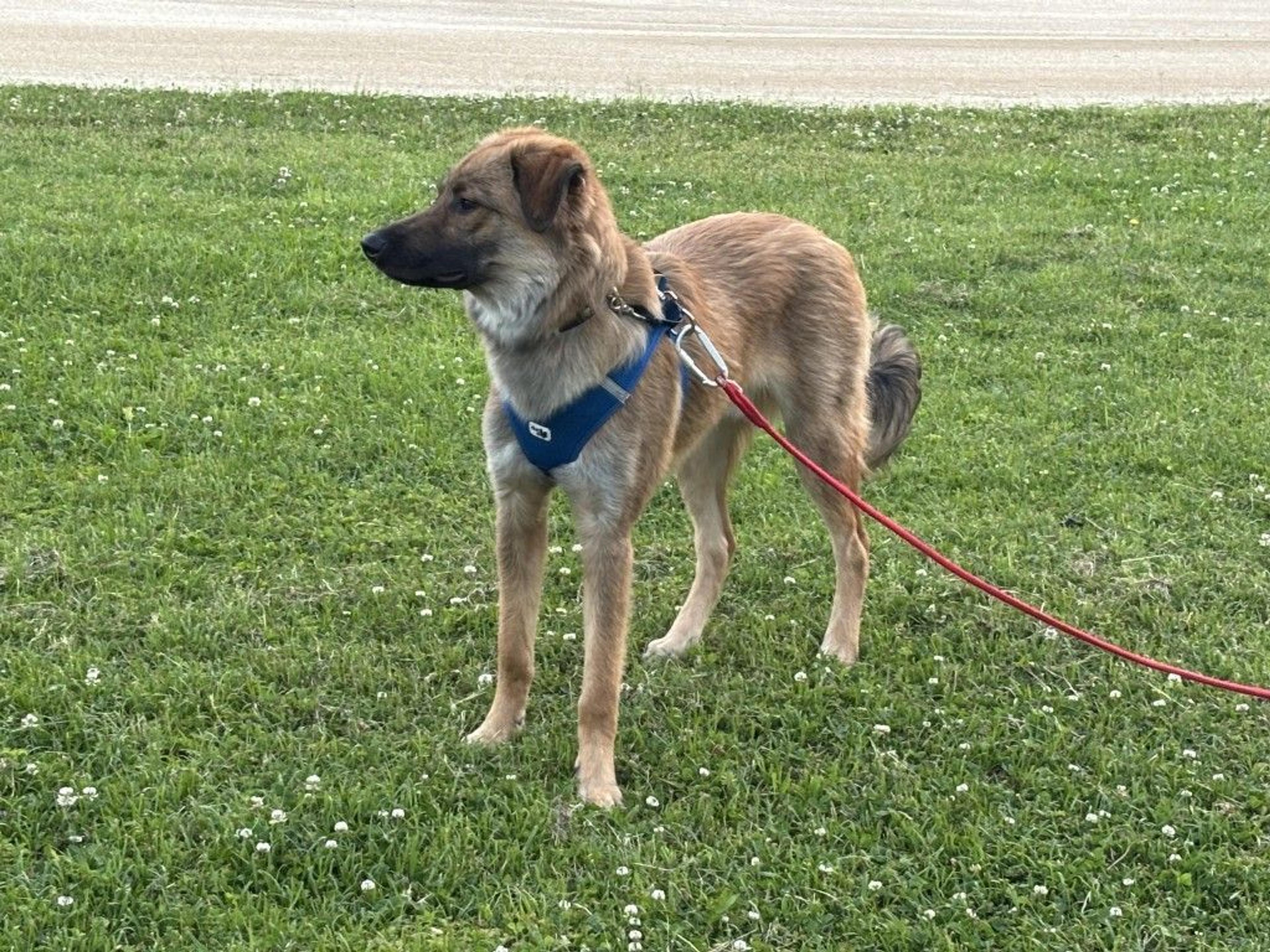 pet-image-3