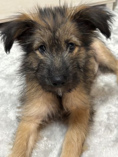 子犬のマロンちゃん１２月２１日２２日里親会参加
