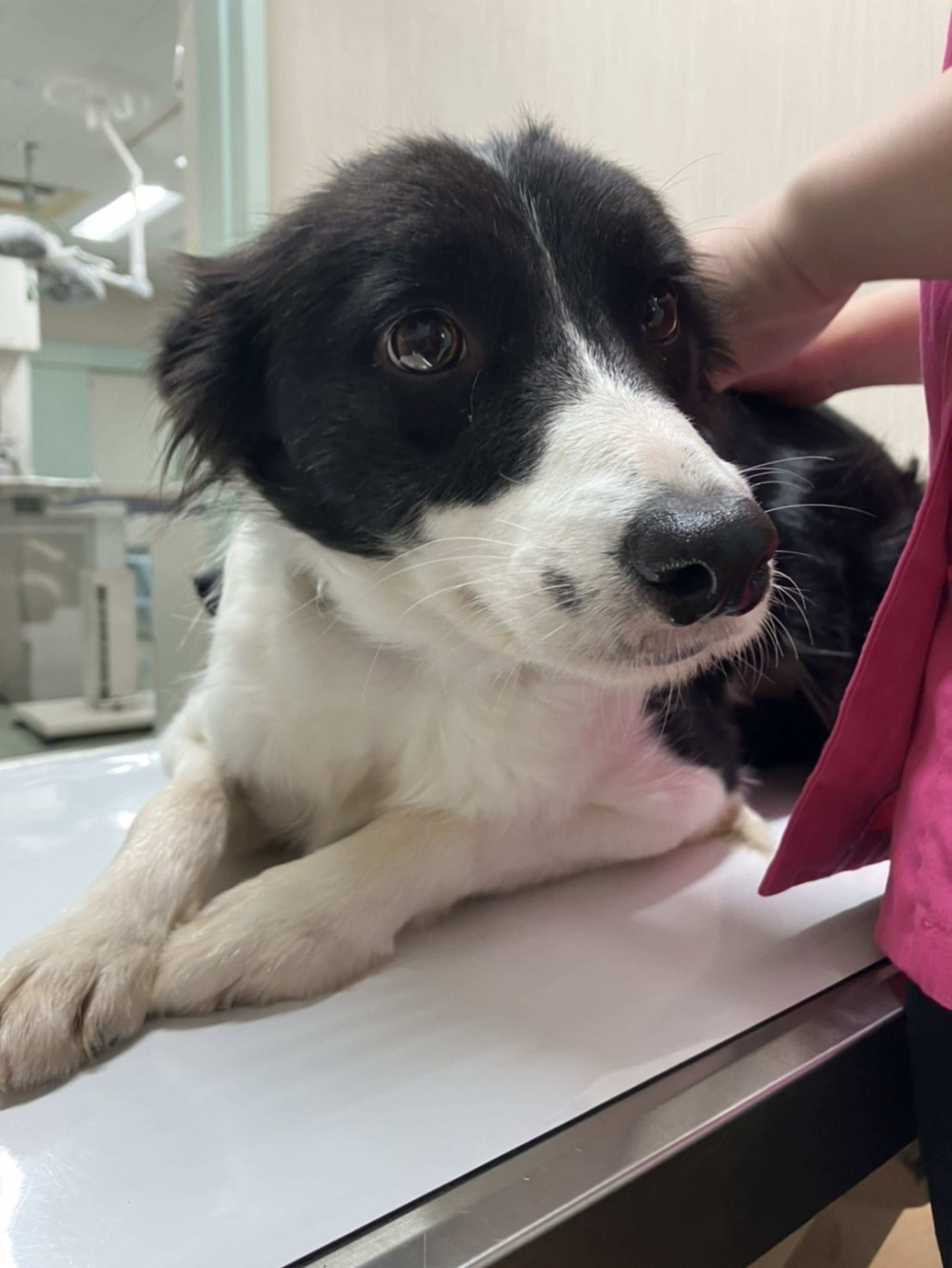 pet-image-2