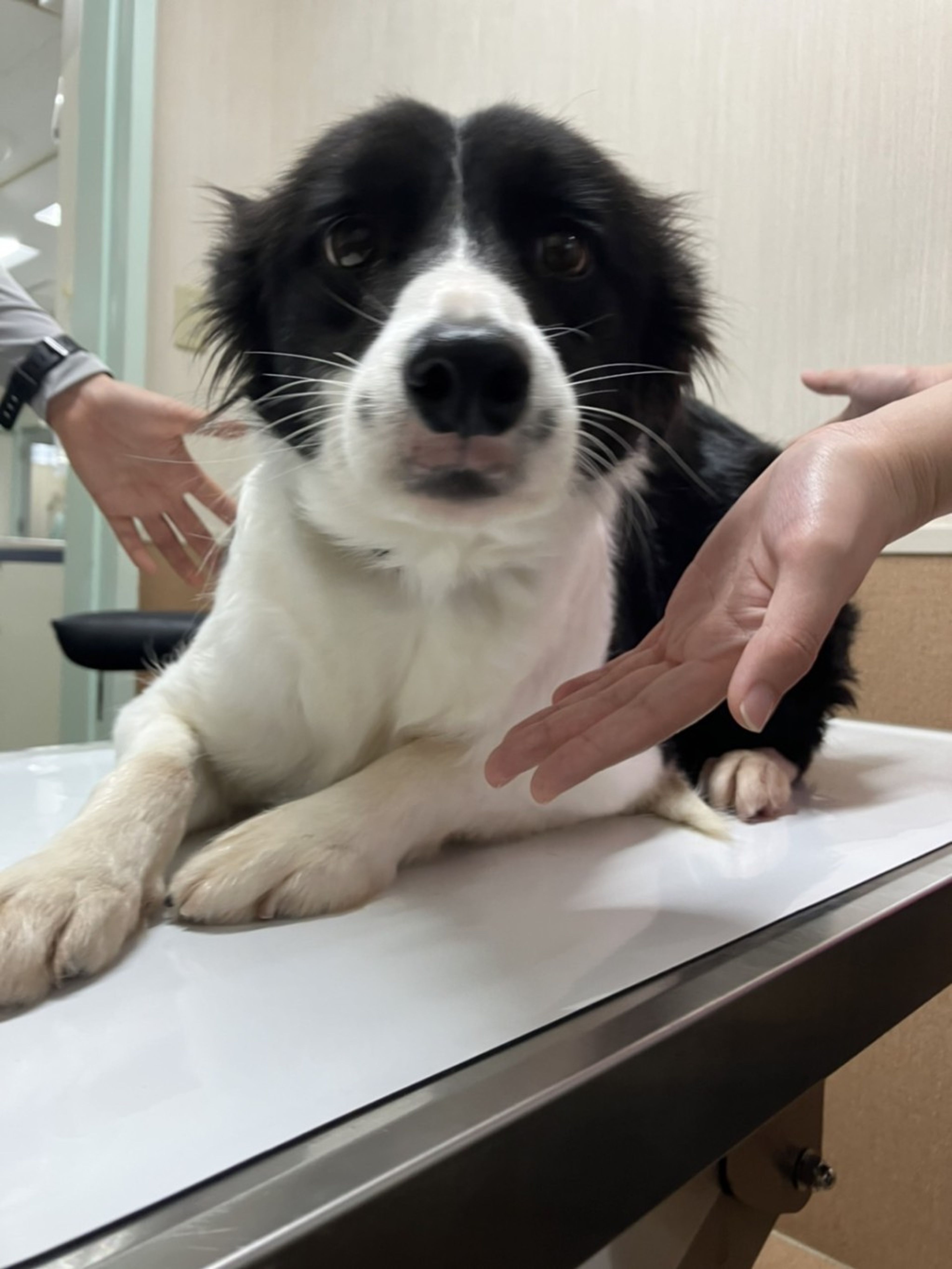 pet-image-3