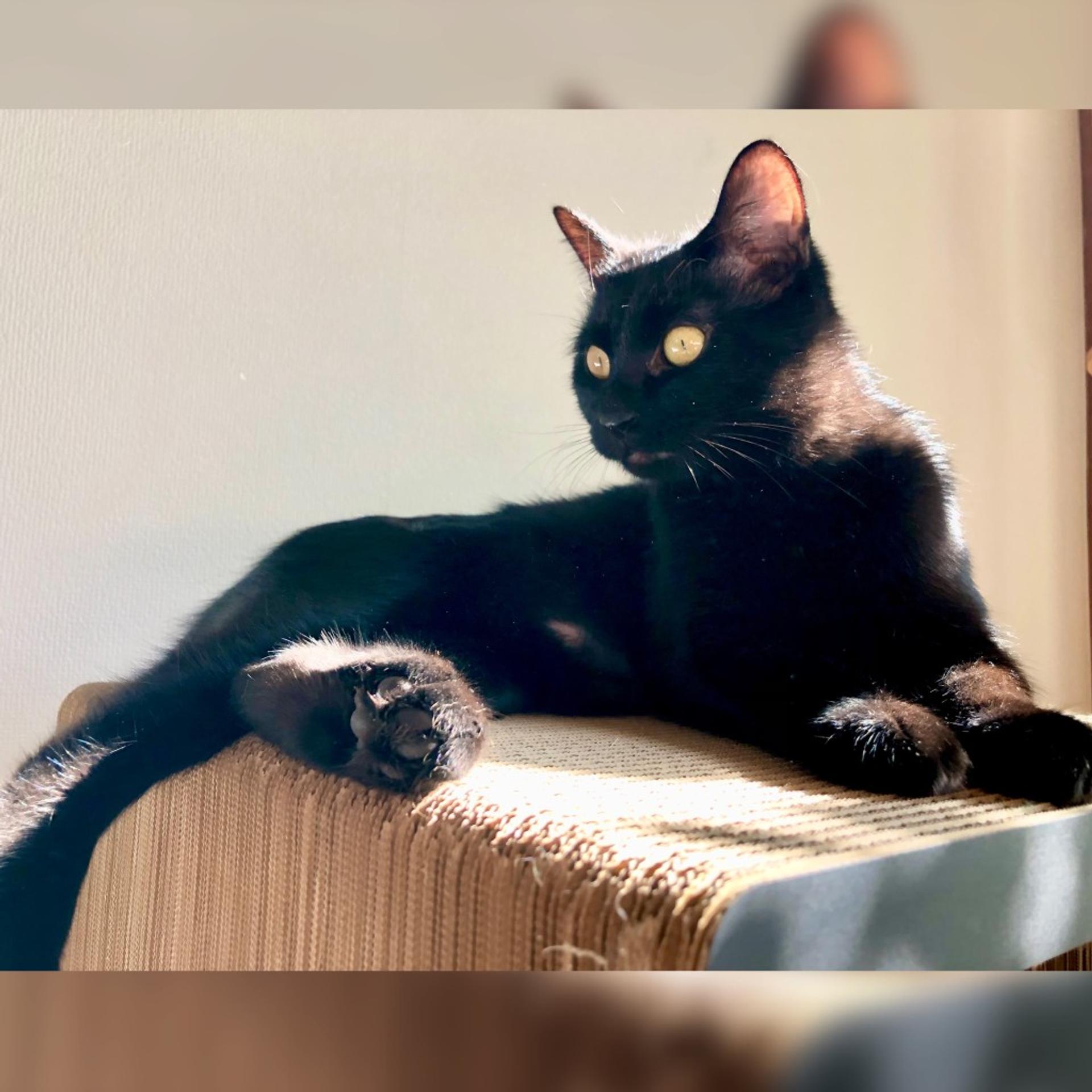 pet-image-4