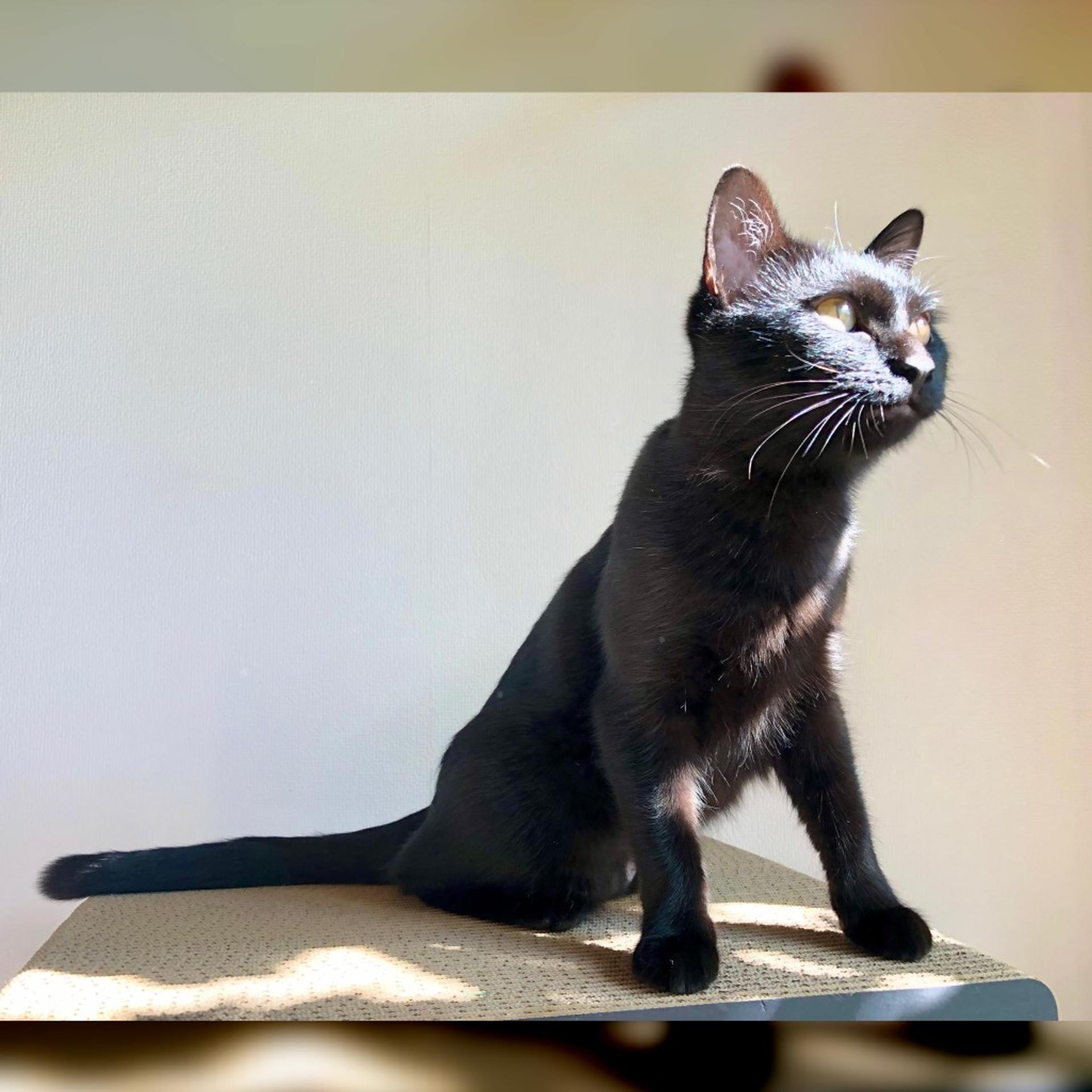 pet-image-5