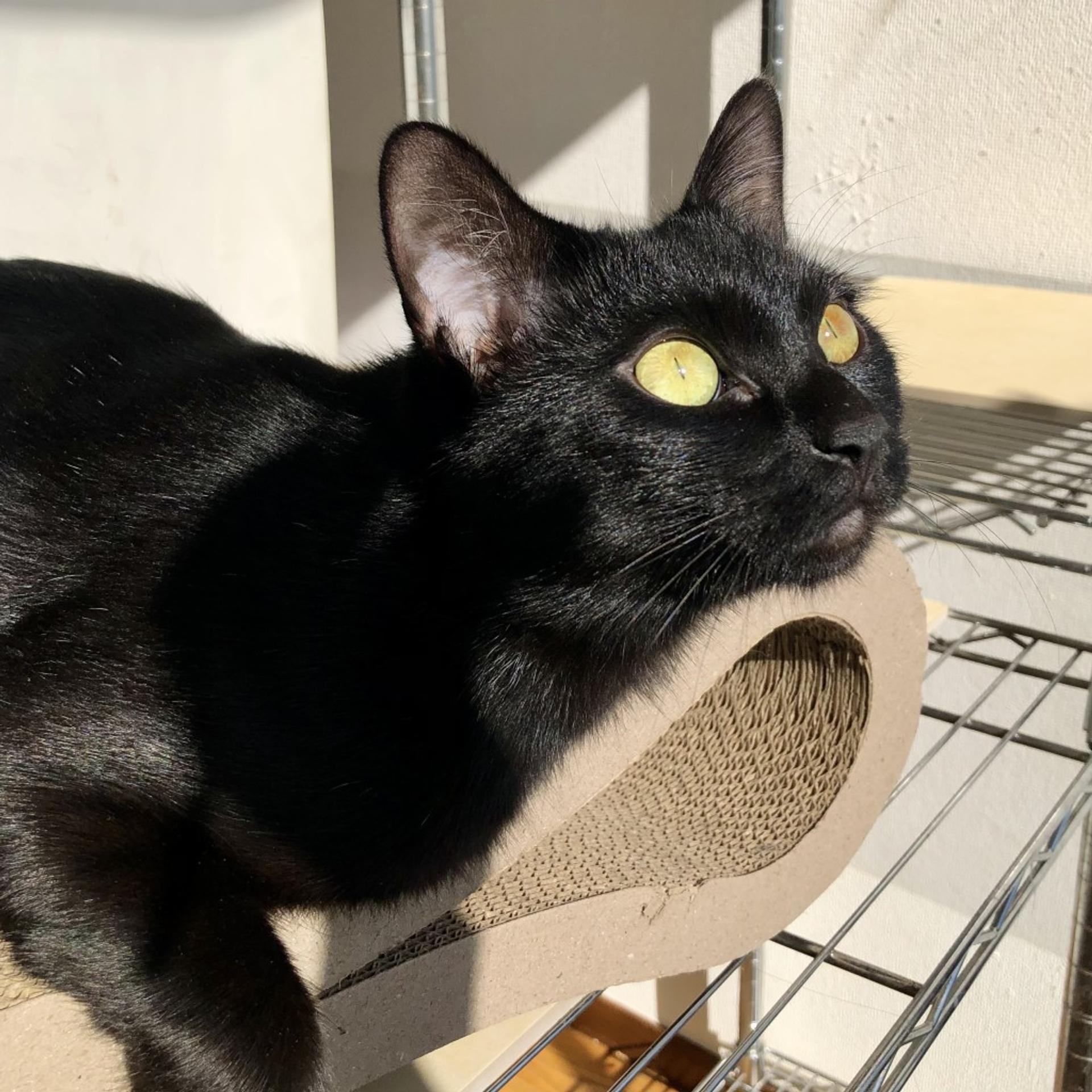 pet-image-3
