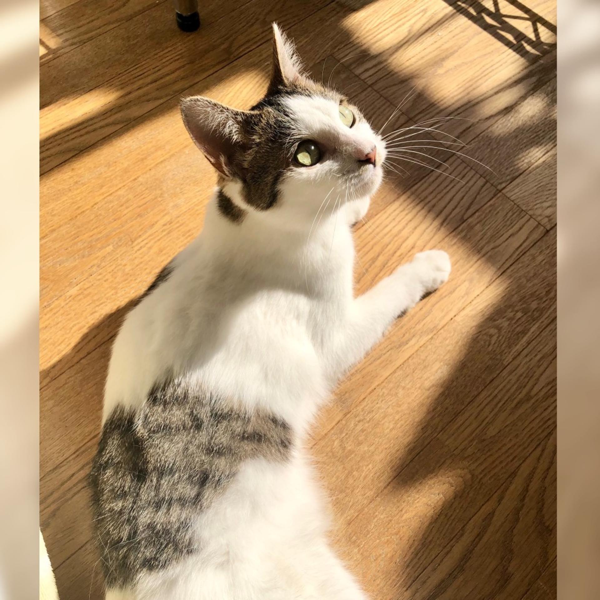 pet-image-6