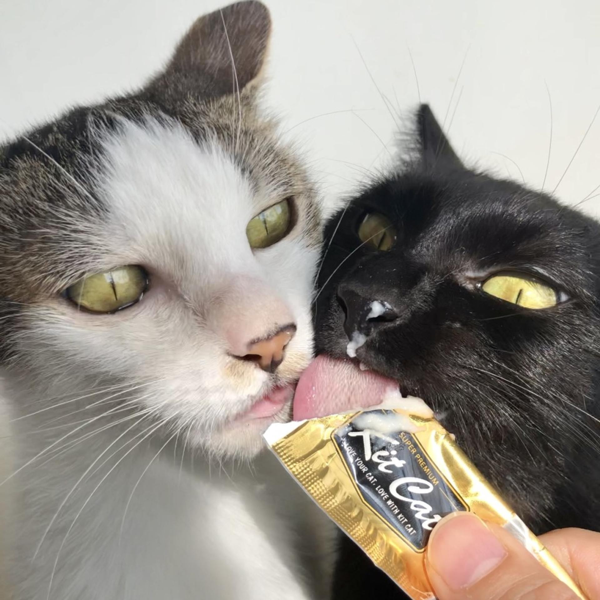 pet-image-7