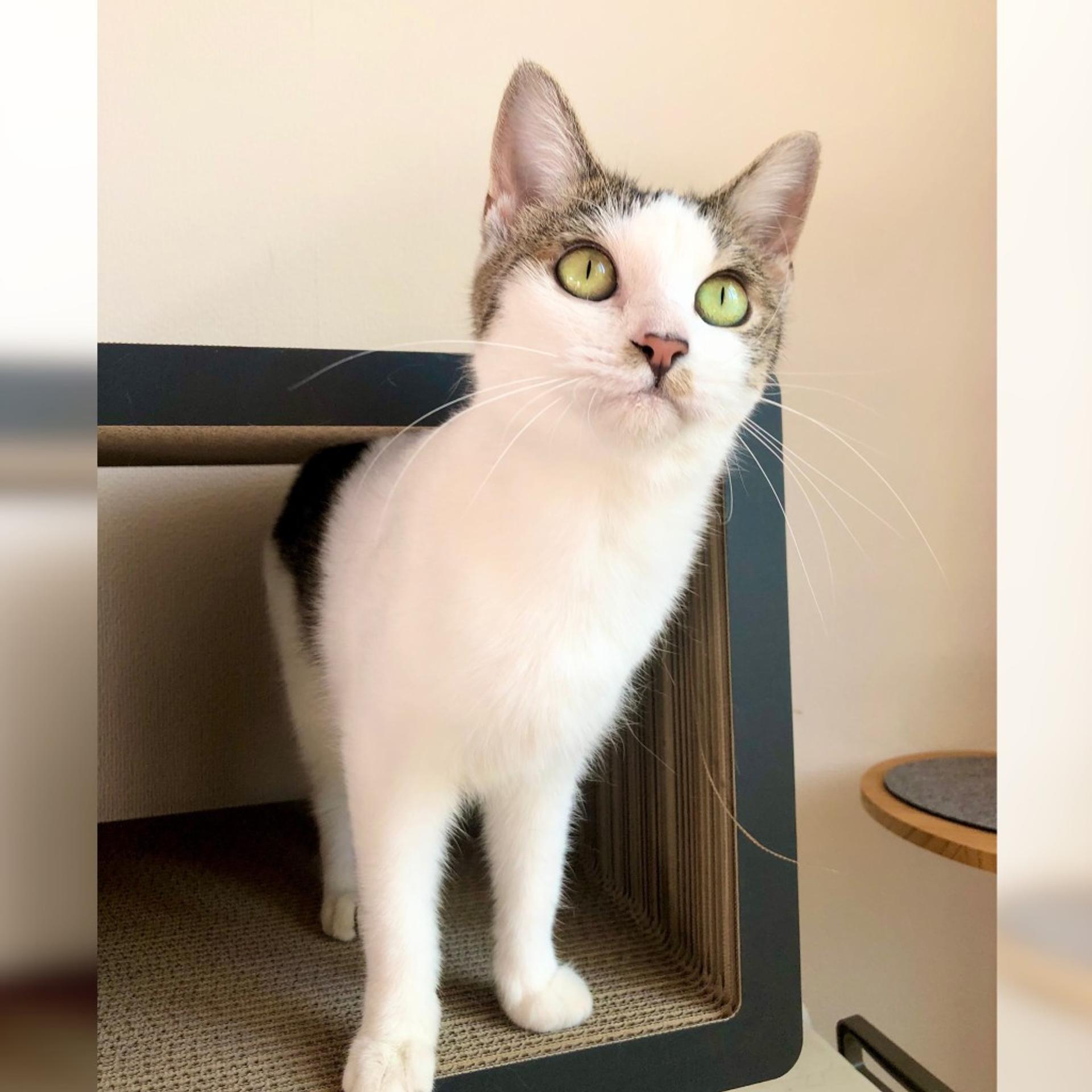 pet-image-2