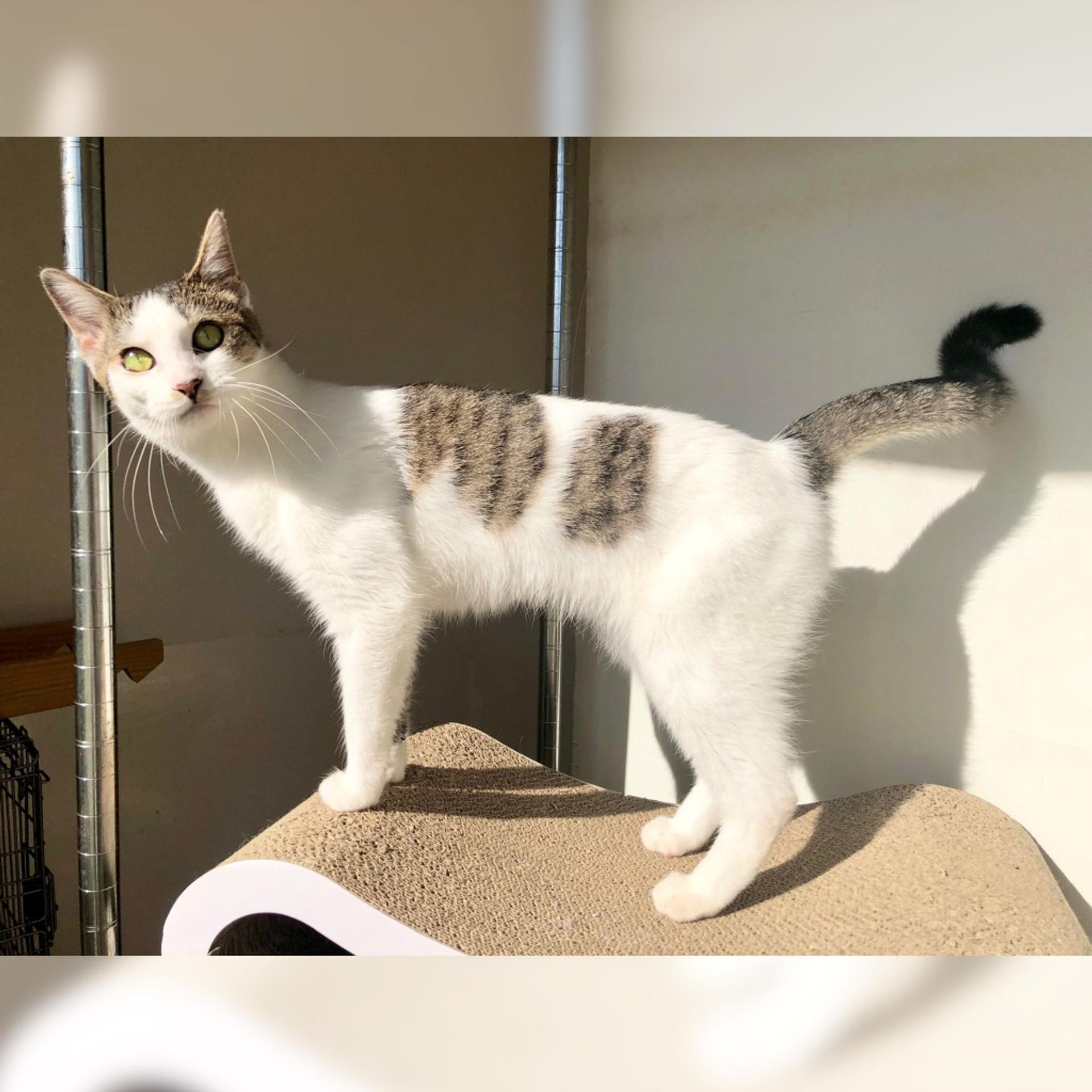 pet-image-9