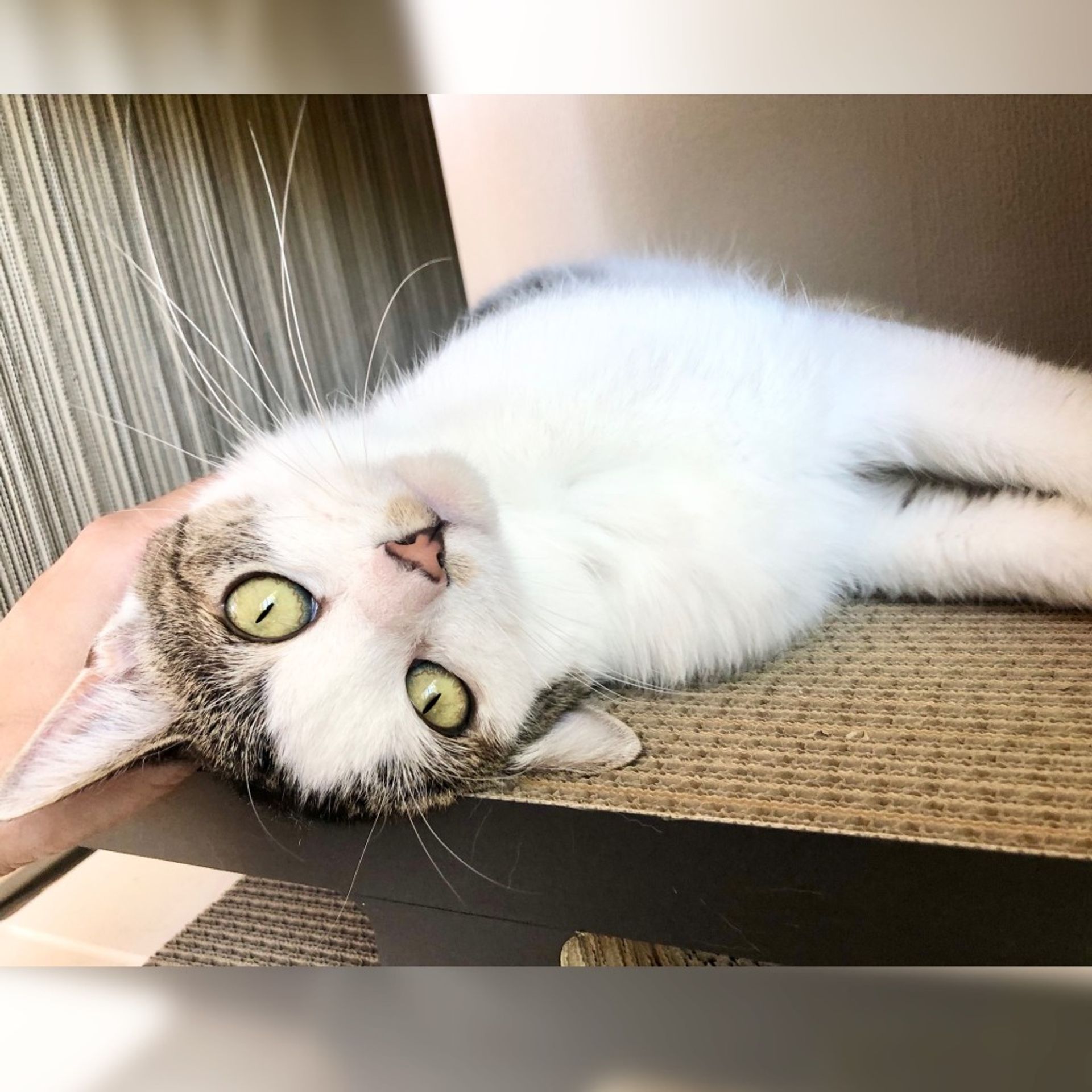 雑種（ミックス猫）・メスの里親募集の写真