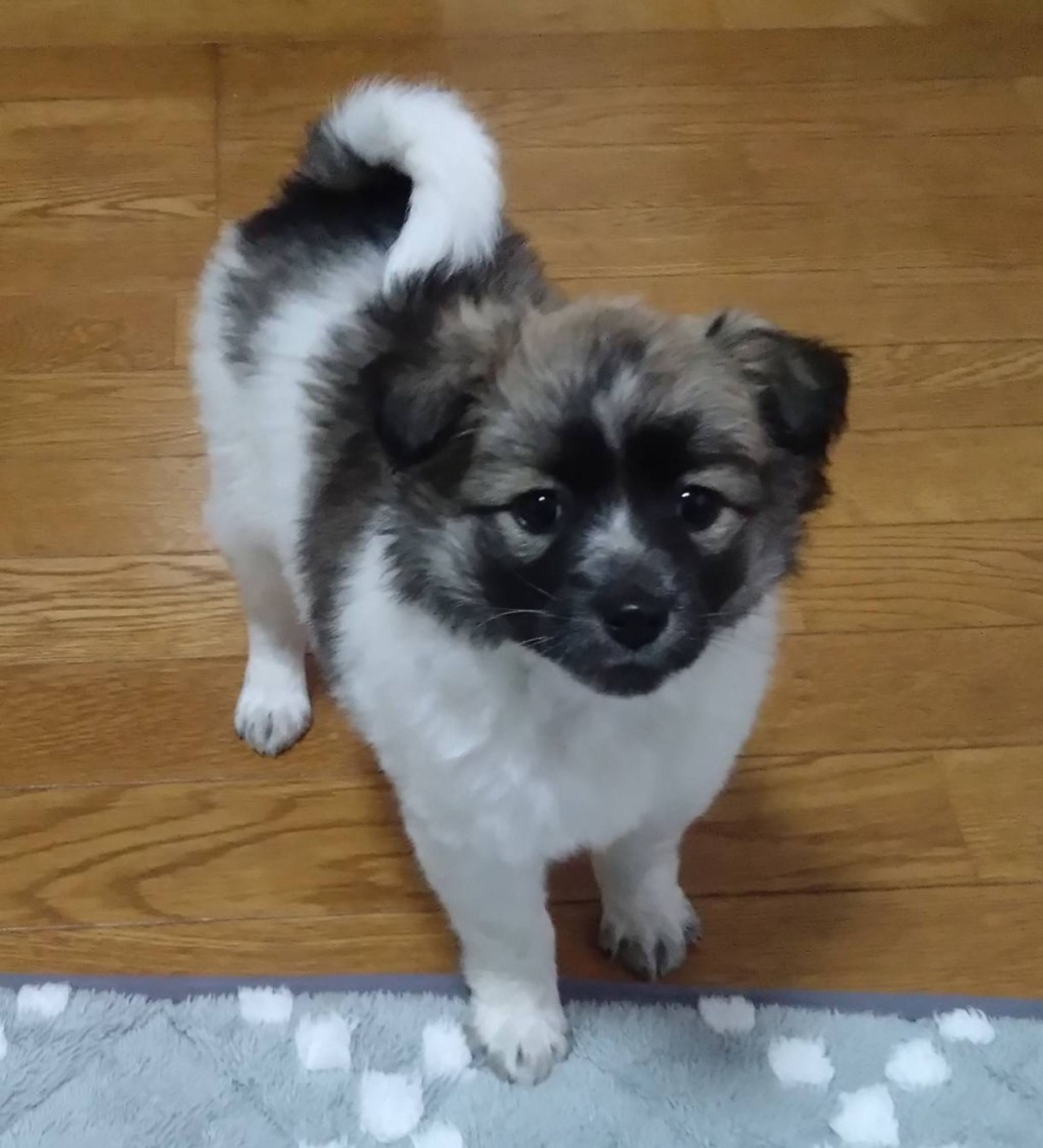 雑種（ミックス犬）・メスの里親募集の写真
