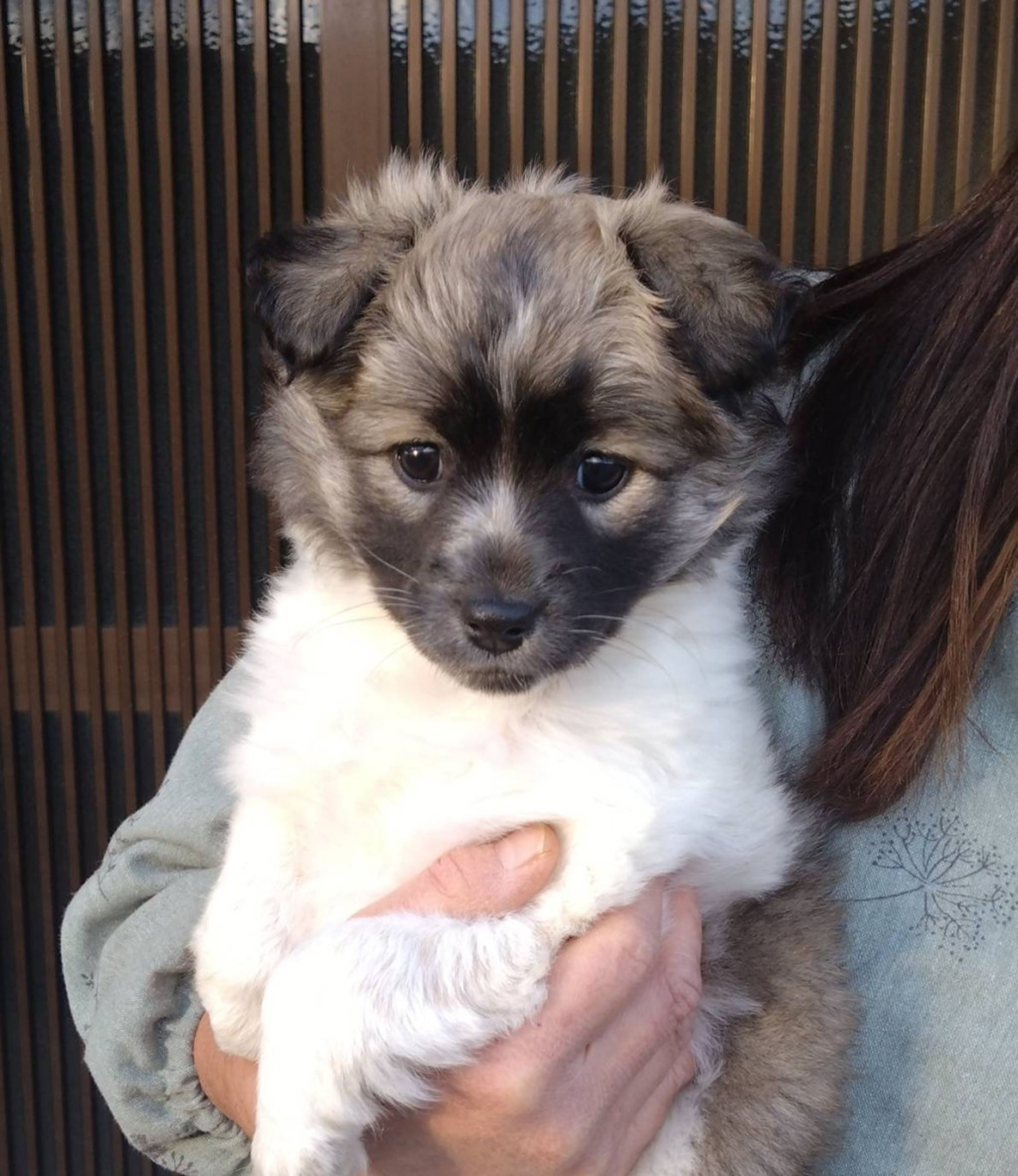 pet-image-5