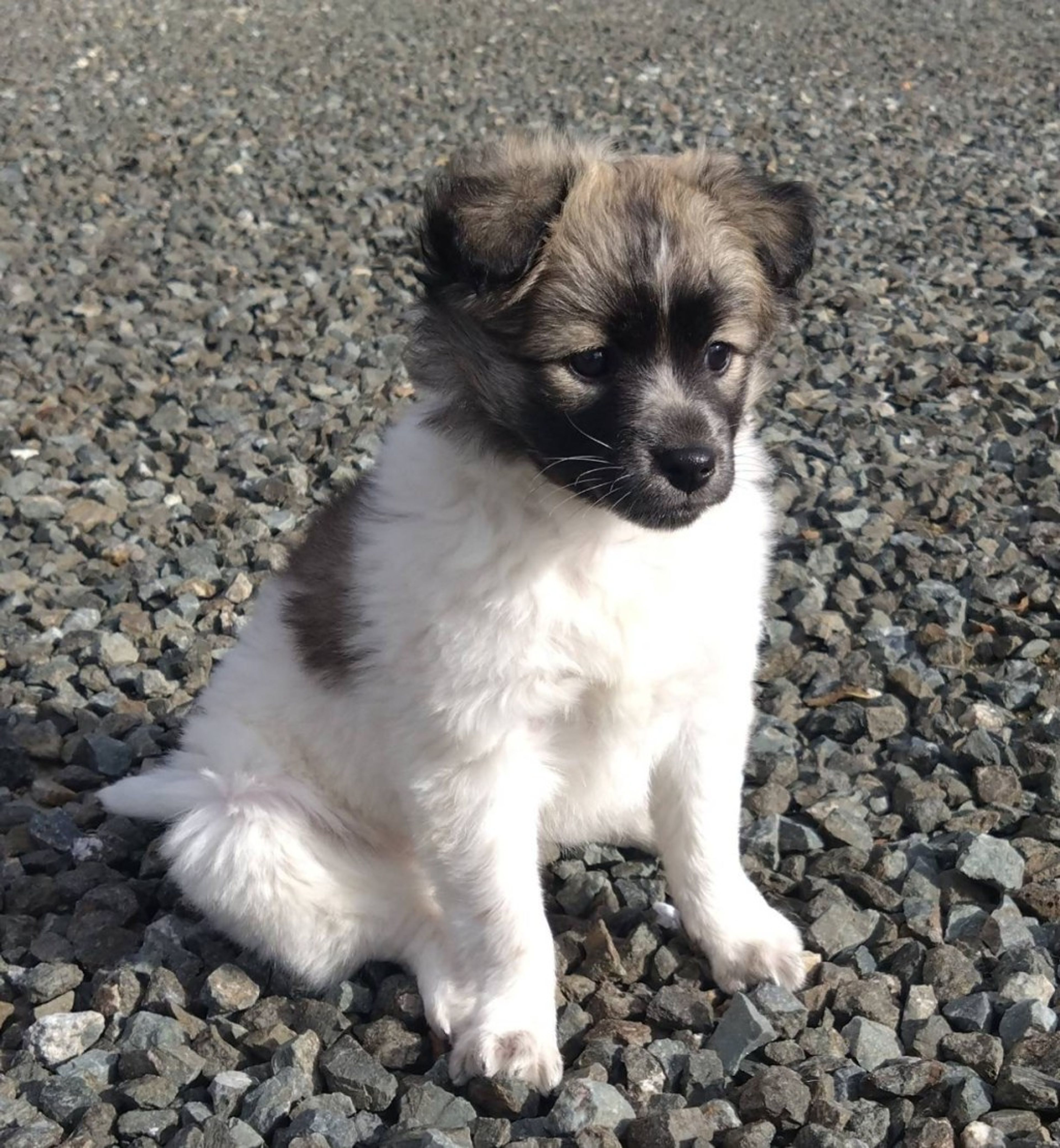 pet-image-6