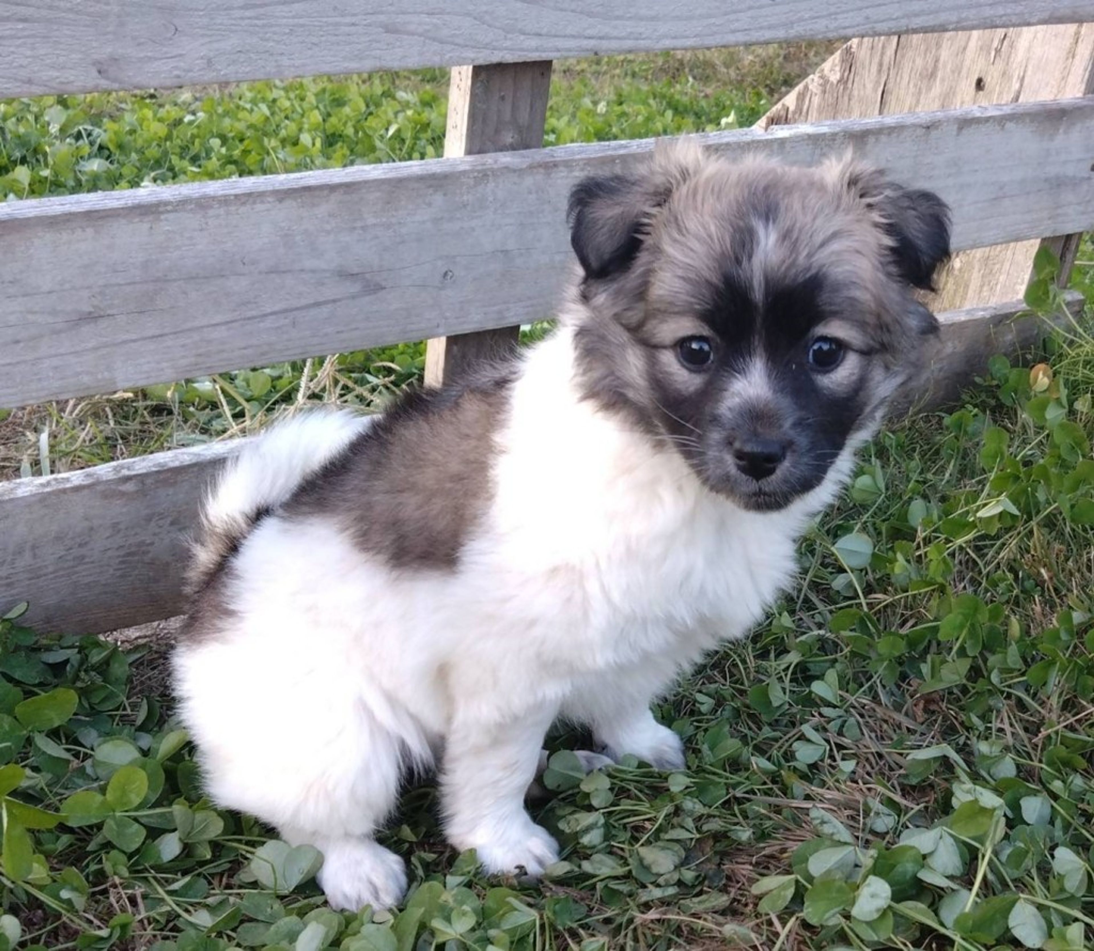pet-image-2
