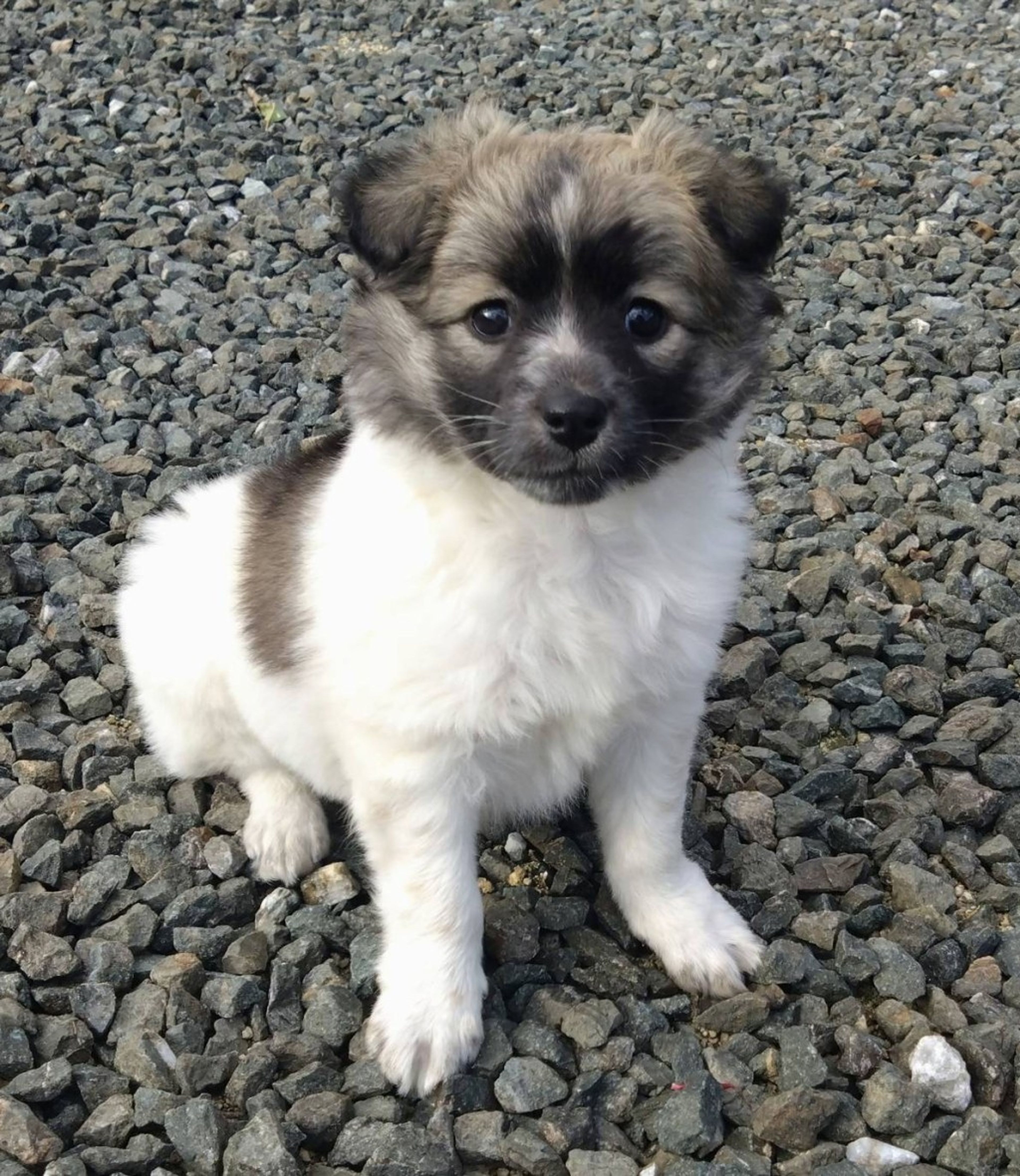 pet-image-3