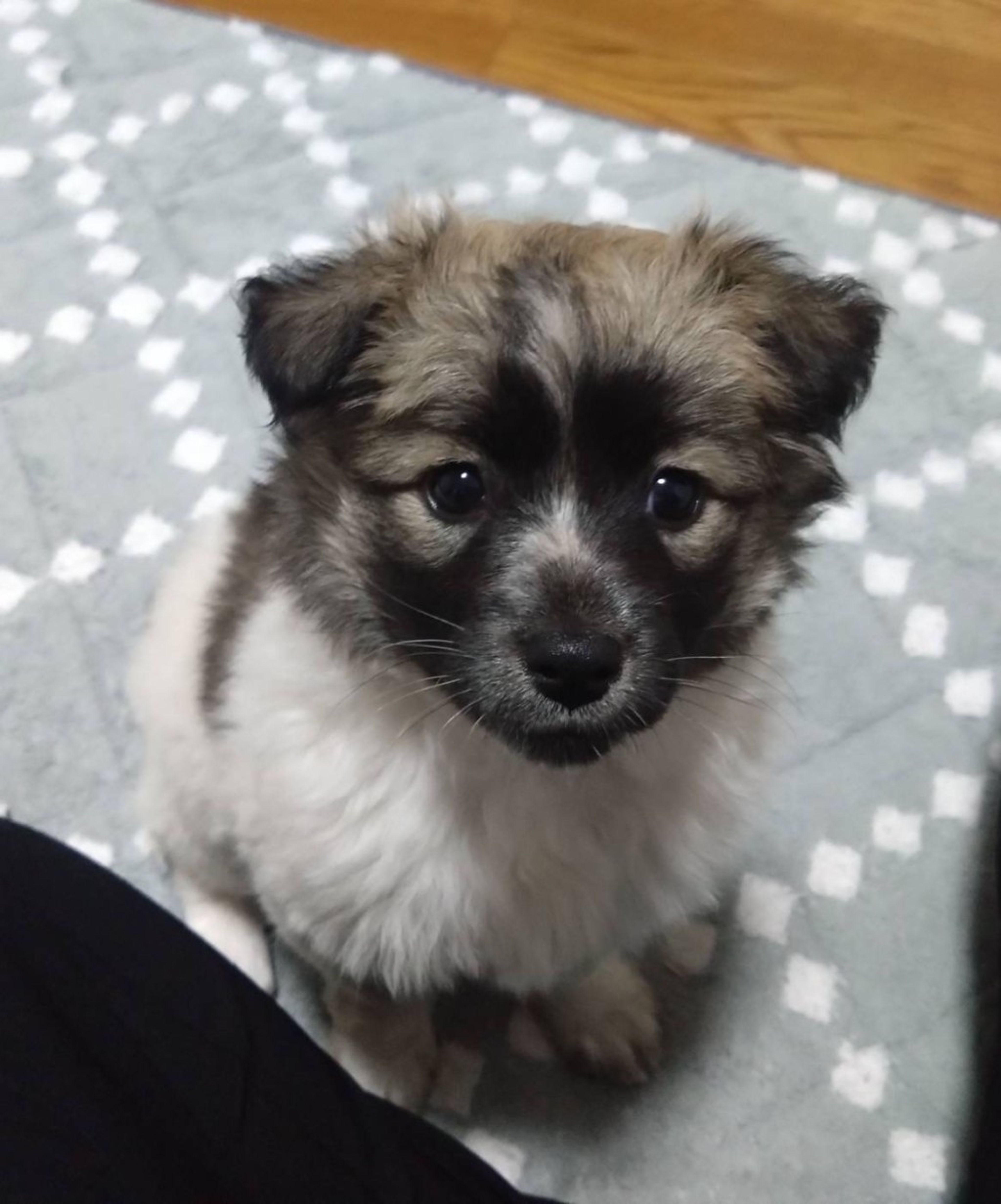 pet-image-4