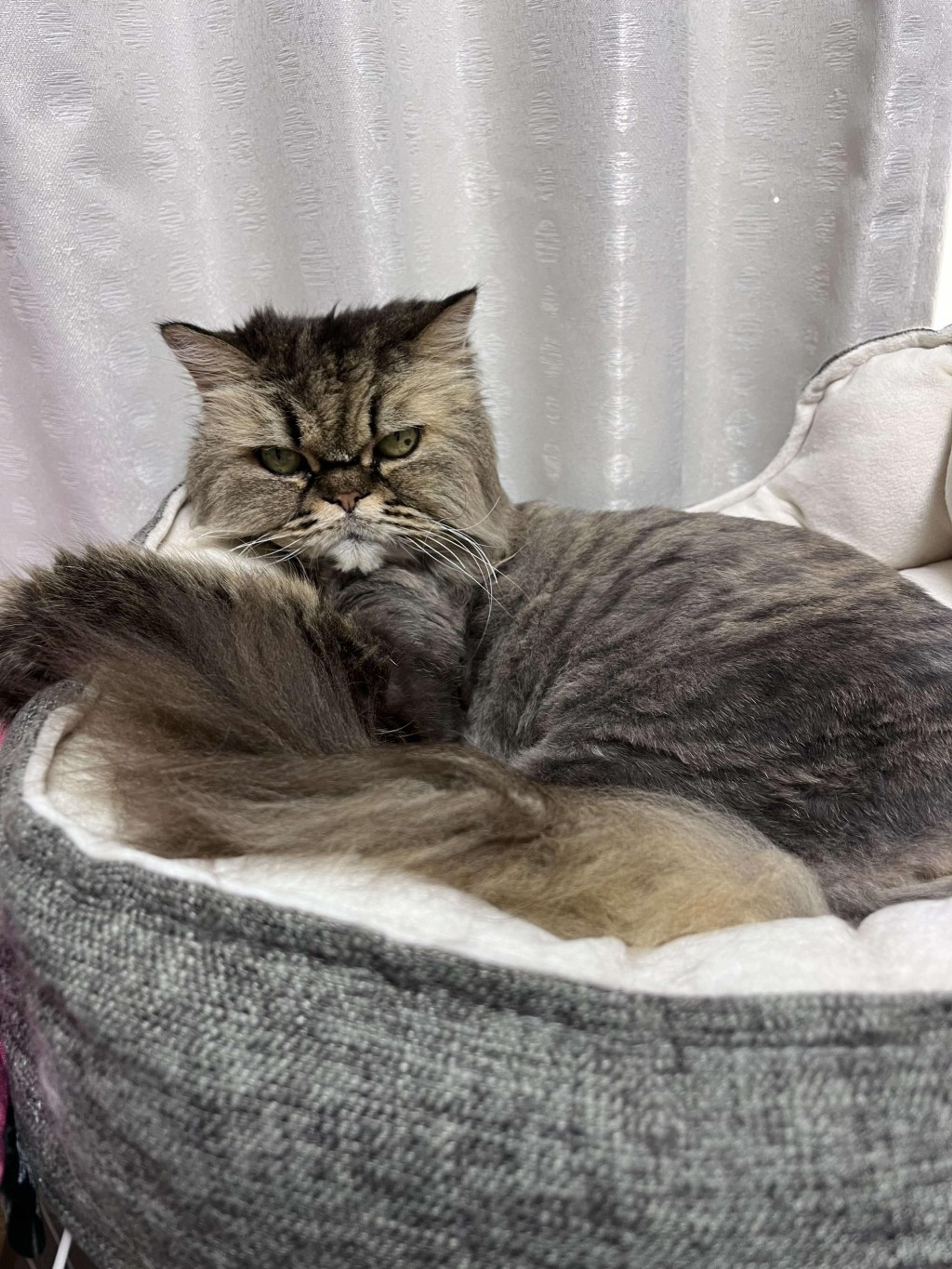 pet-image-4