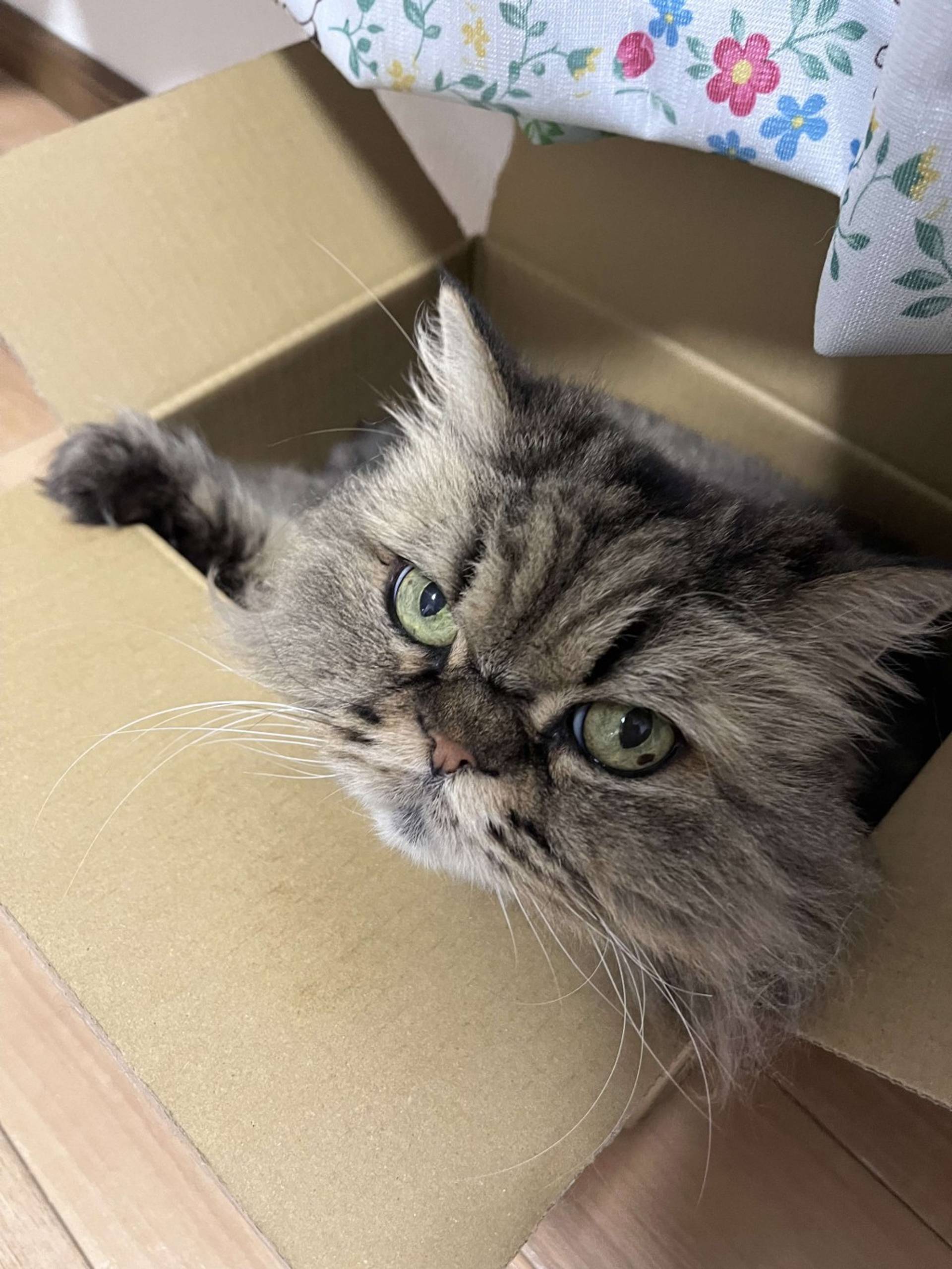 雑種（ミックス猫）・メスの里親募集の写真