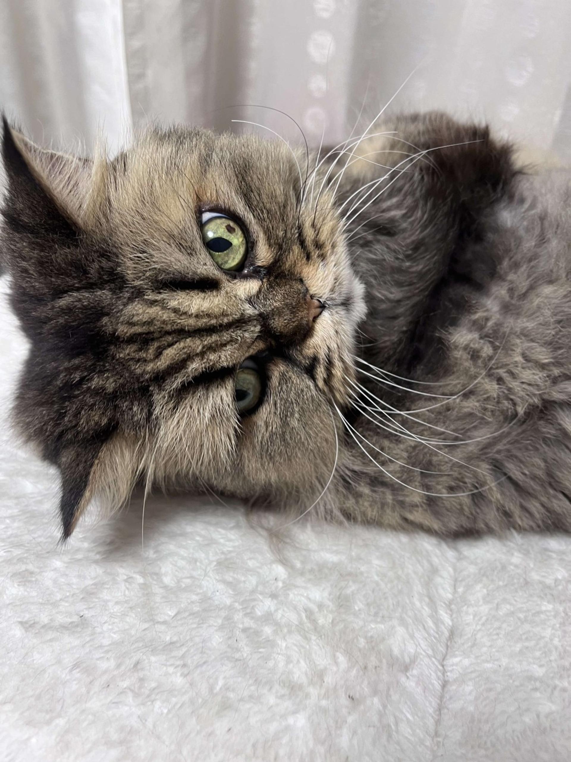 pet-image-3