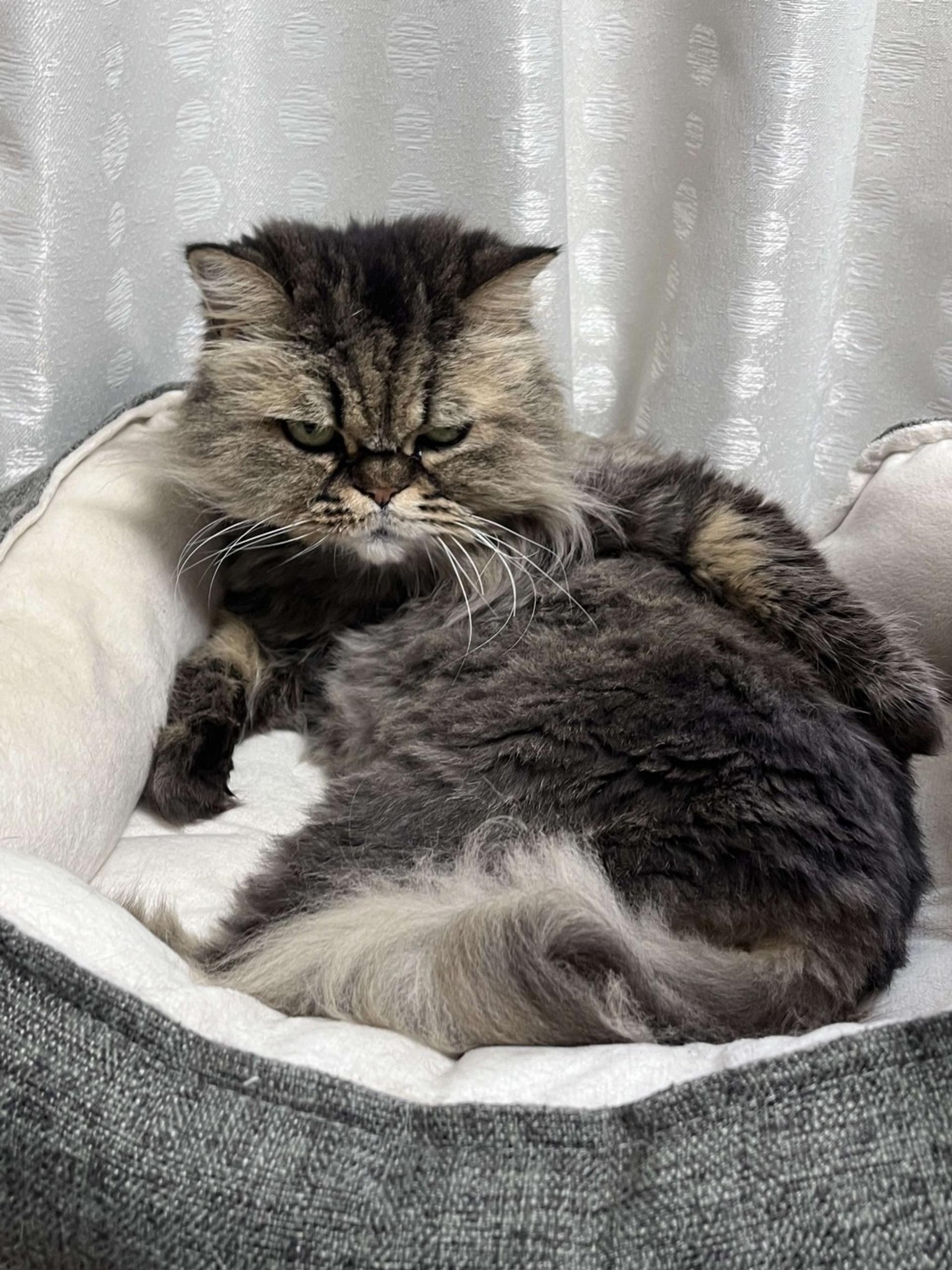 pet-image-2