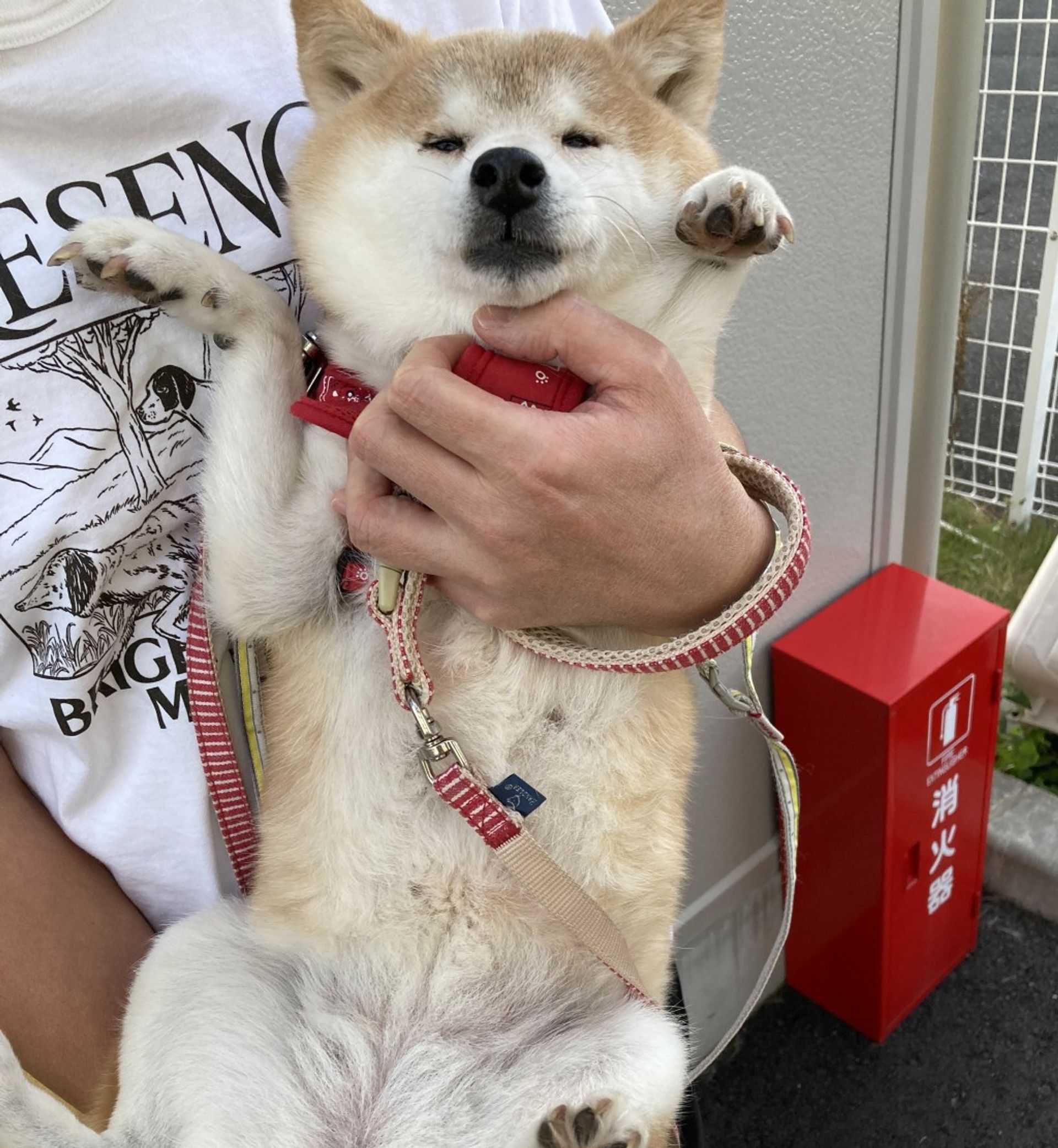 柴犬・メスの里親募集の写真