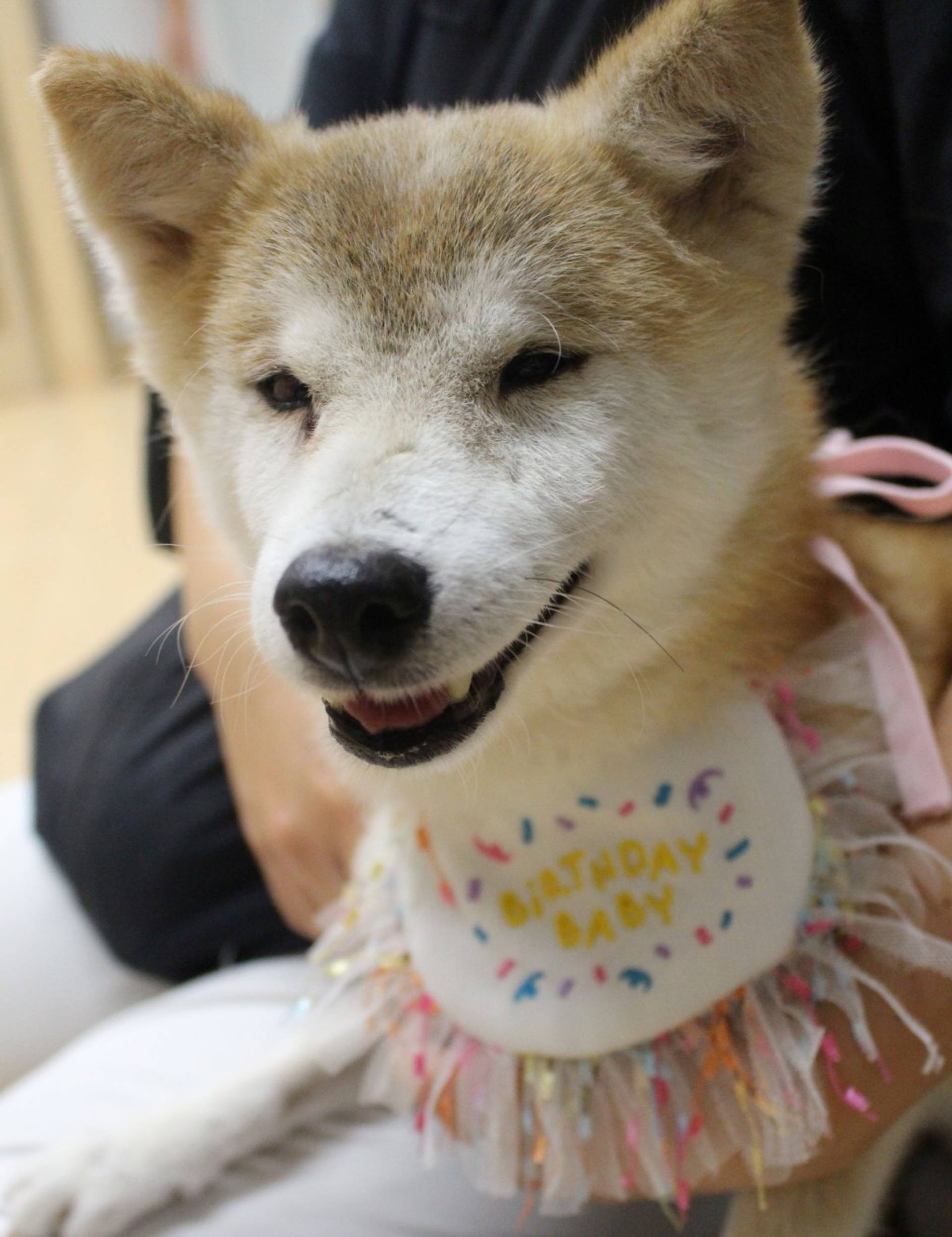 柴犬・メスの里親募集の写真