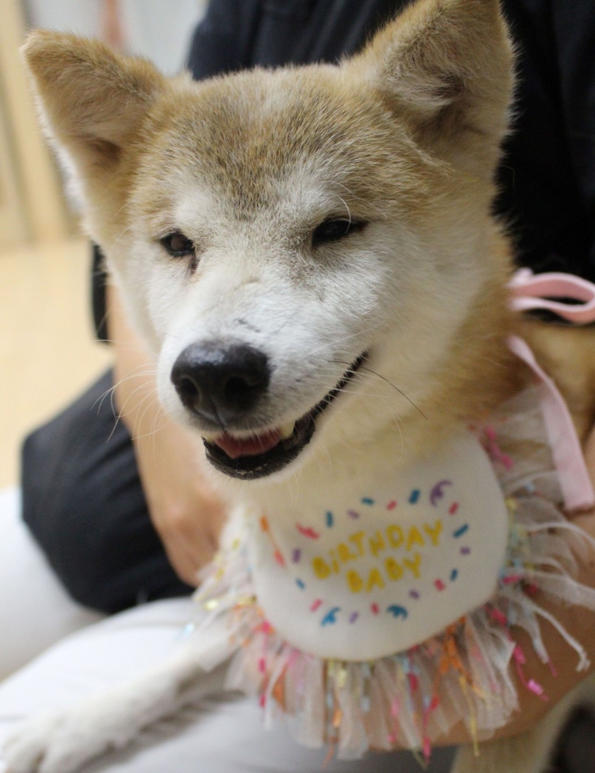 柴犬・メスの里親募集の写真