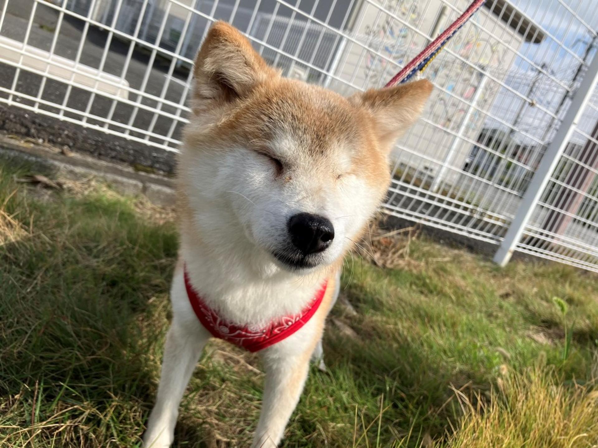 pet-image-4