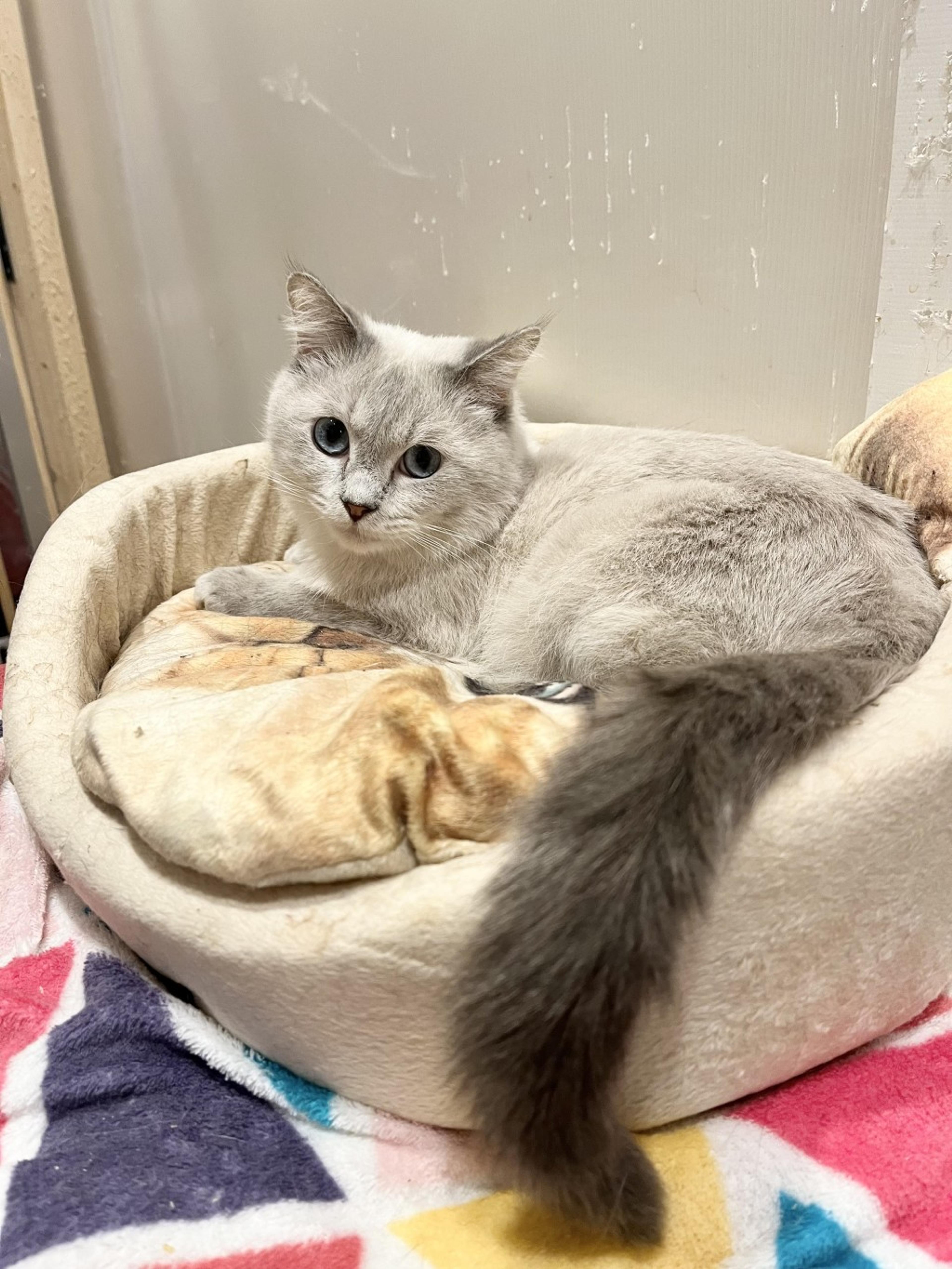 pet-image-4